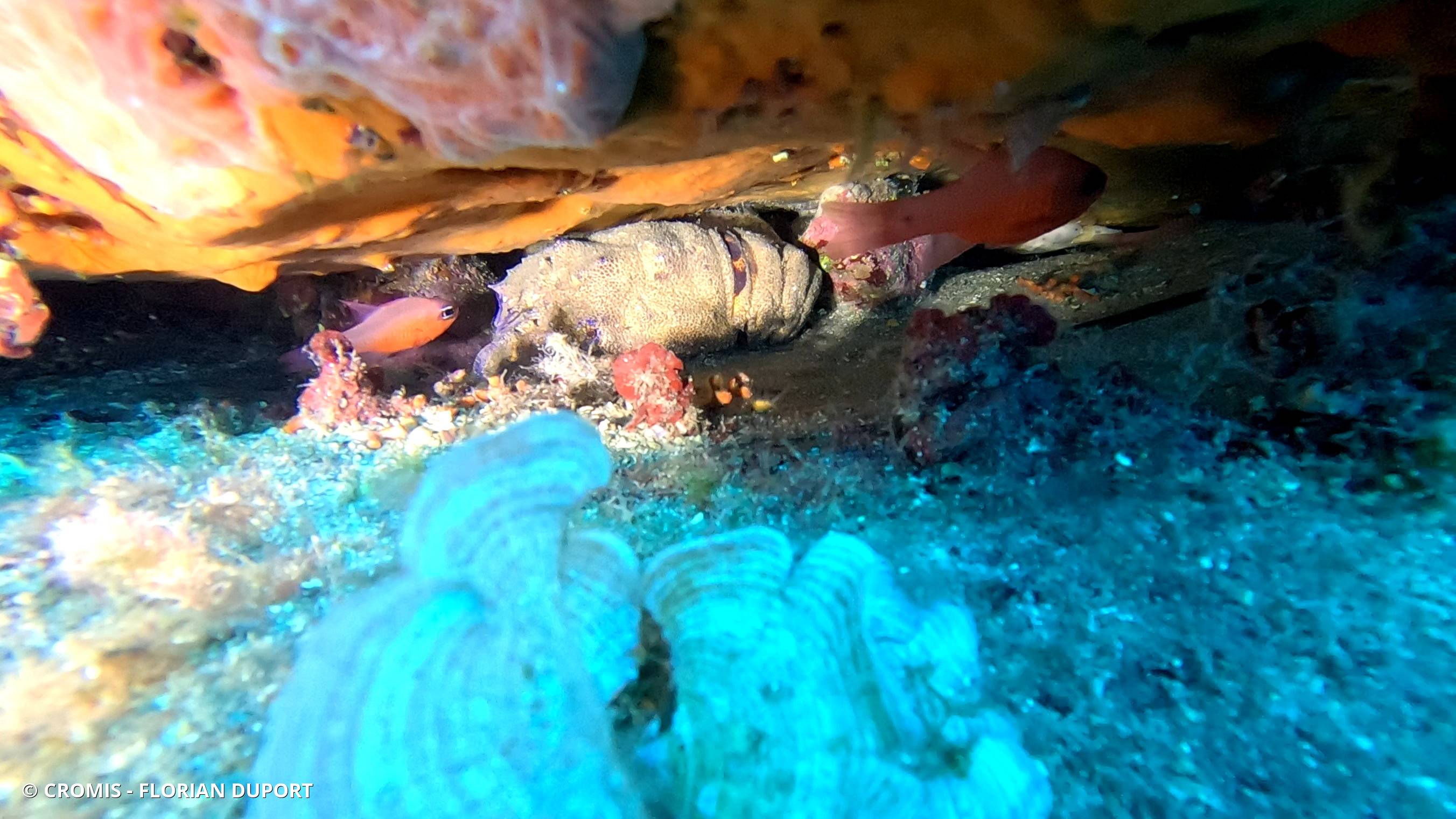 Grande cigale de mer