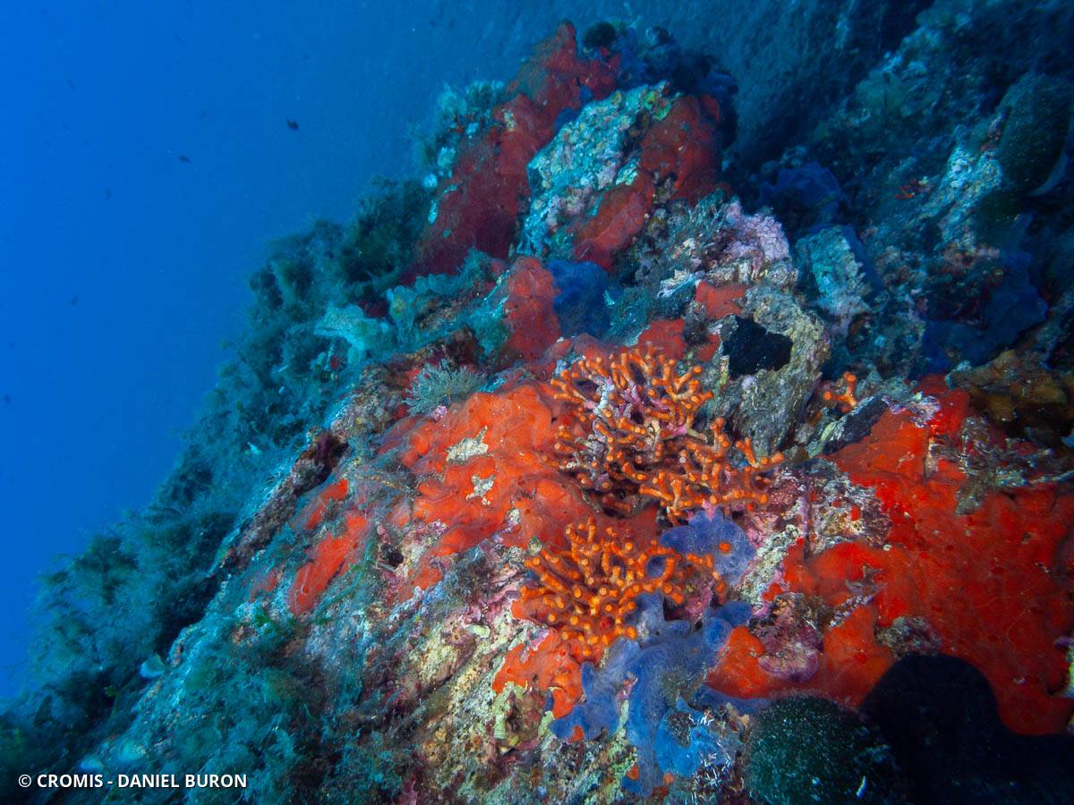 Faux corail
