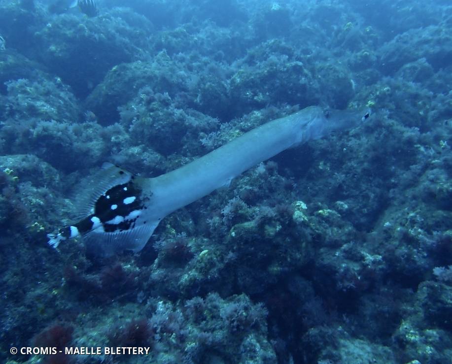 Poisson-trompette atlantique