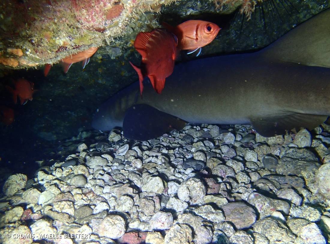 Requin nourrice atlantique