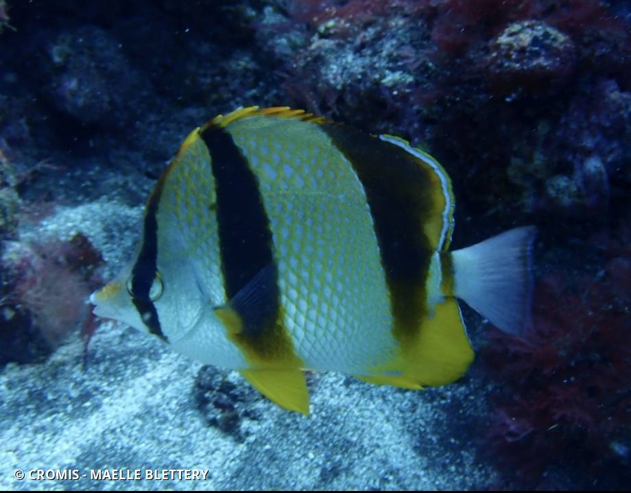 Poisson‑papillon africain