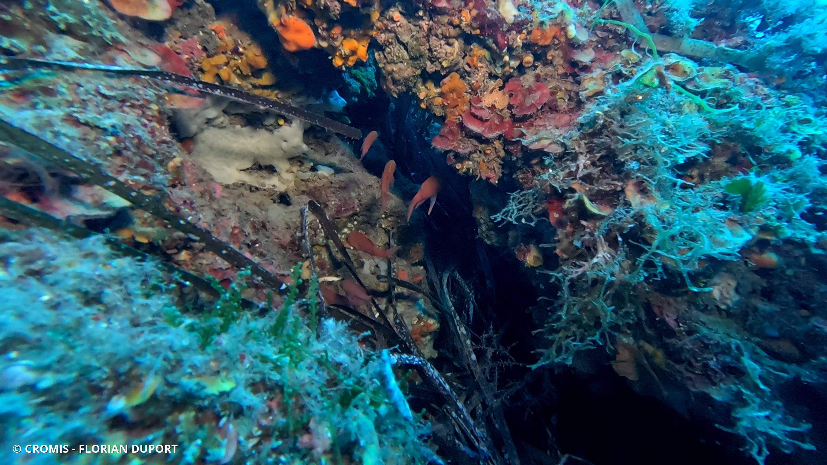 Peyssonnelia