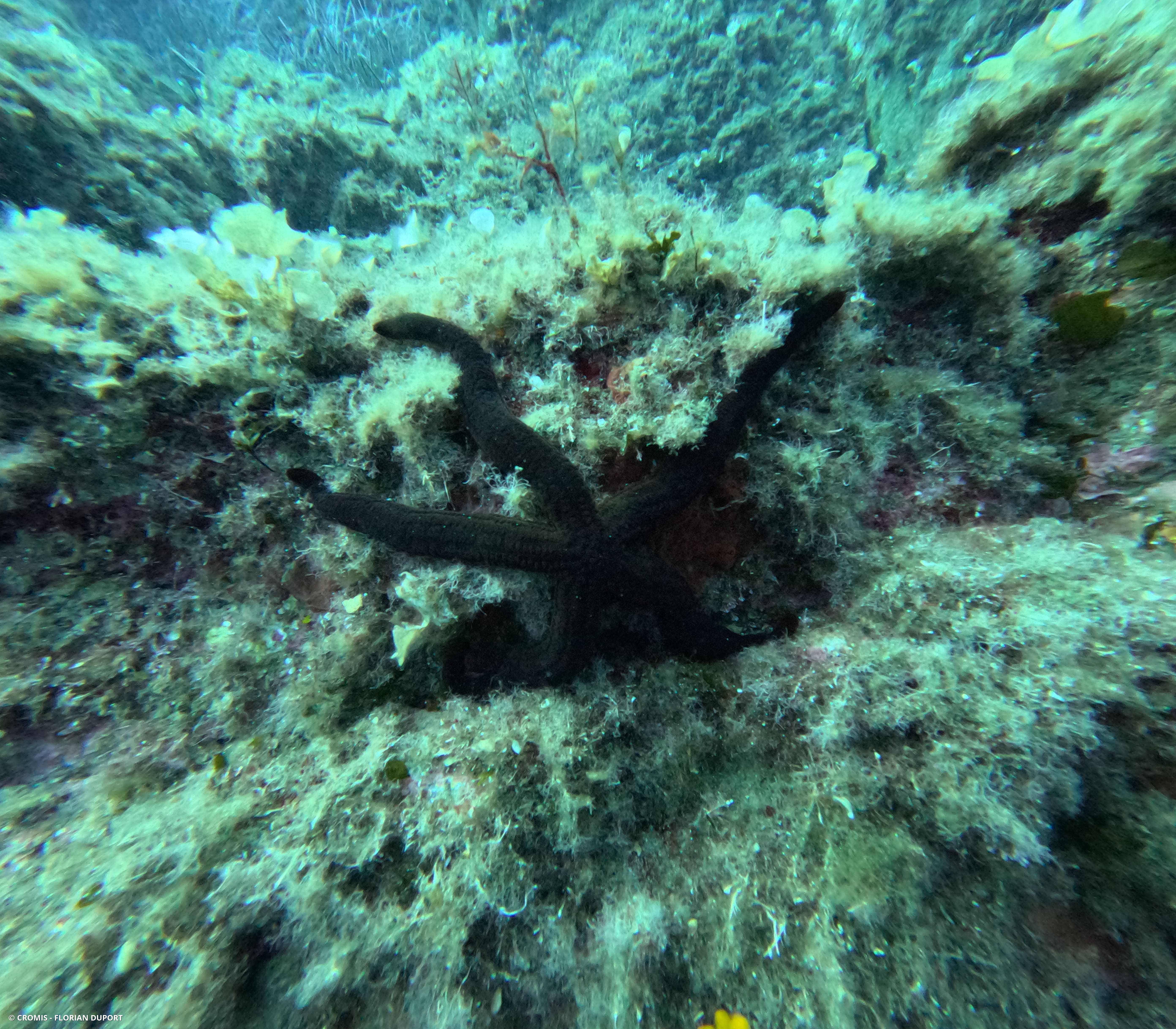 Etoile de mer violette