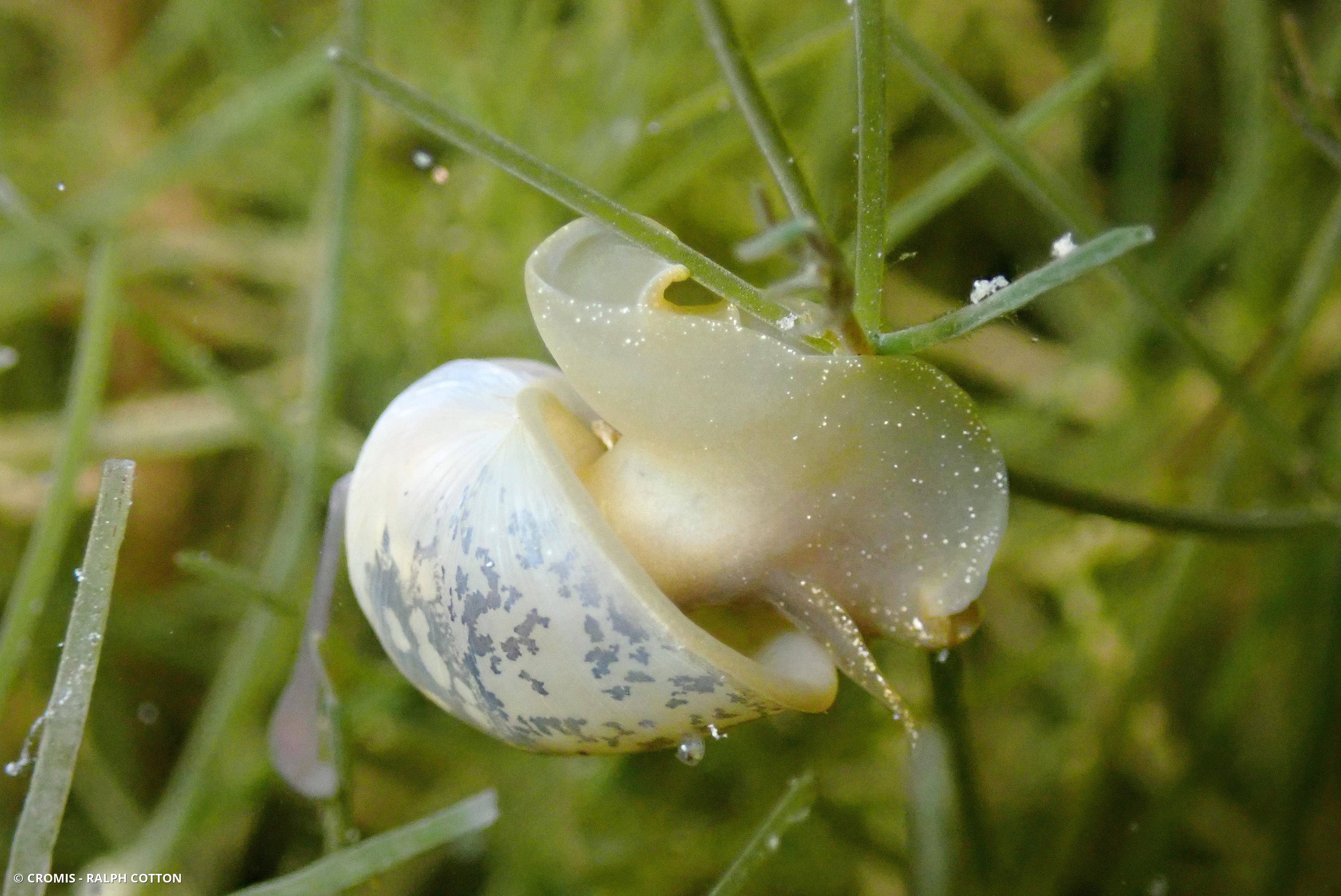 Limnée des étangs