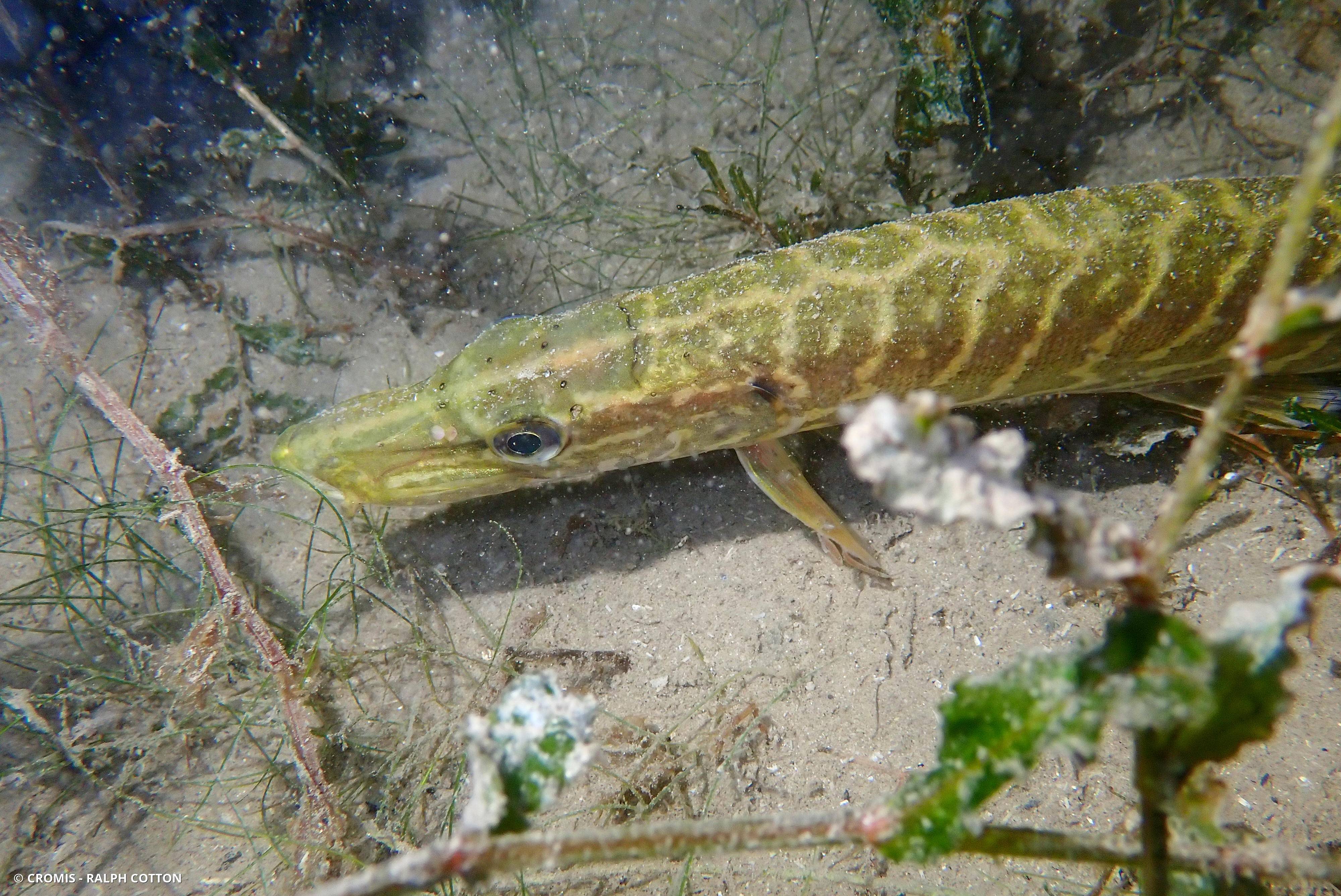 Brochet