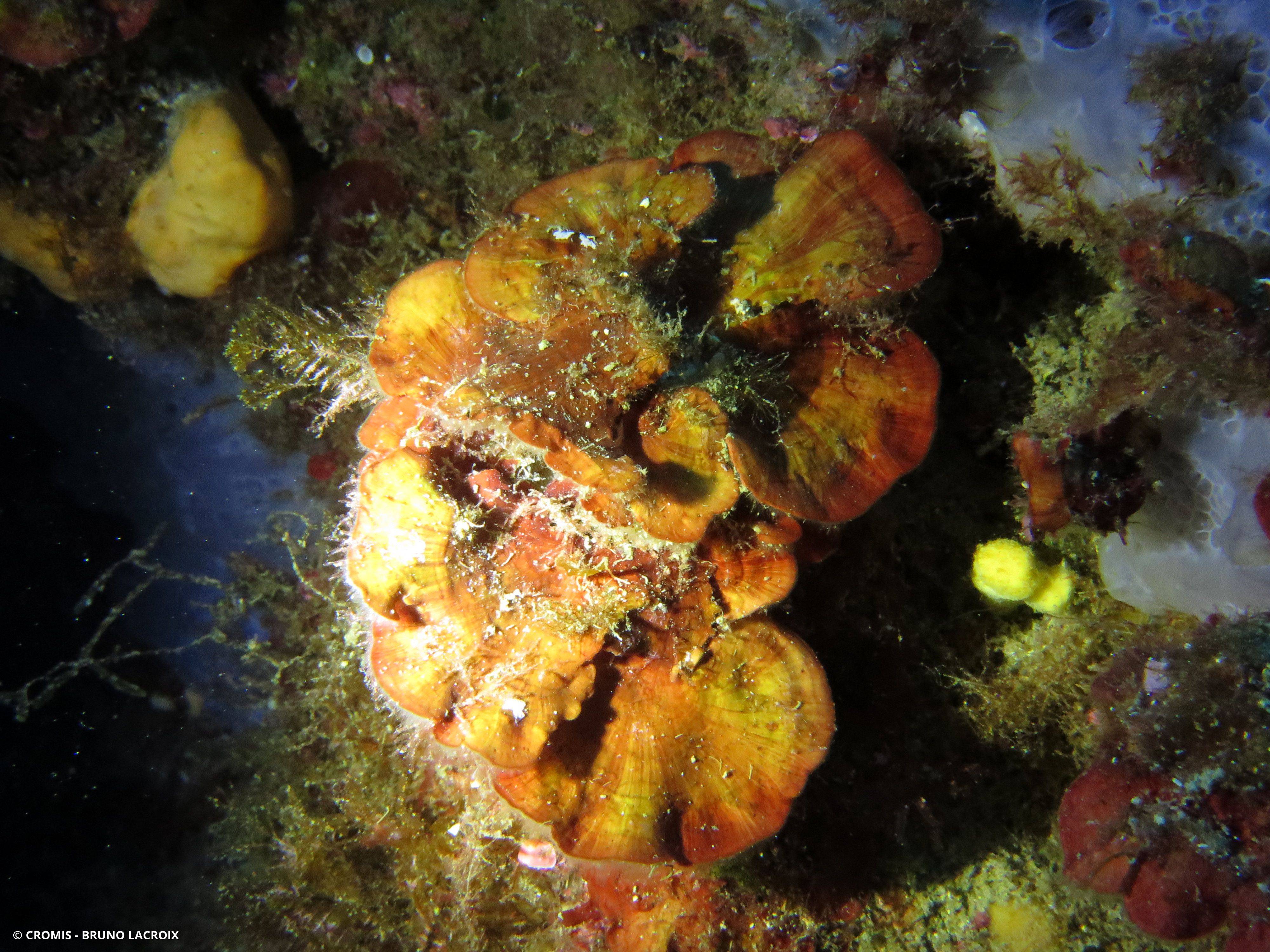 Peyssonnelia