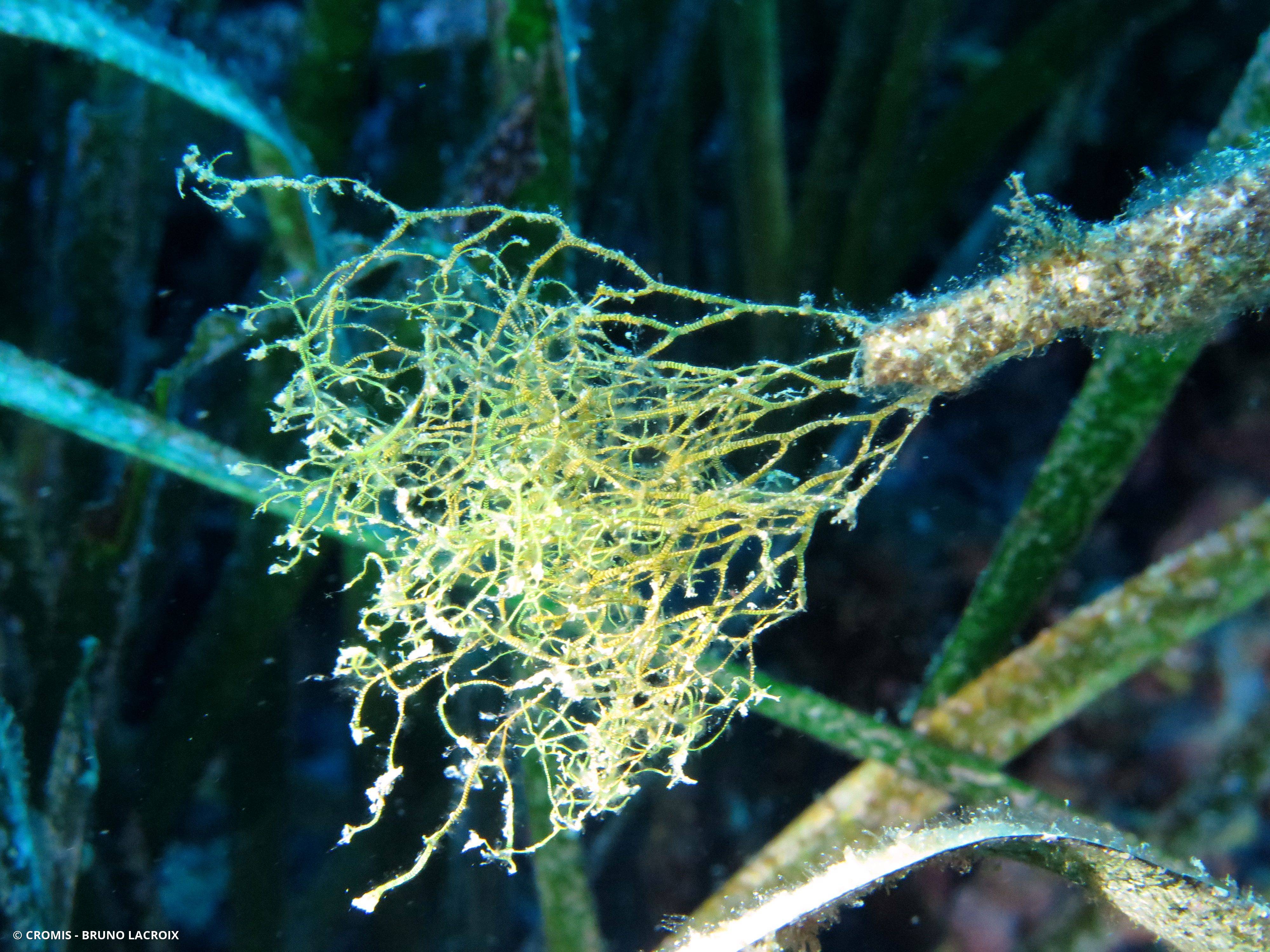 Dictyote jaune