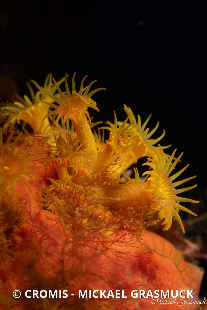 Madrépore orange
