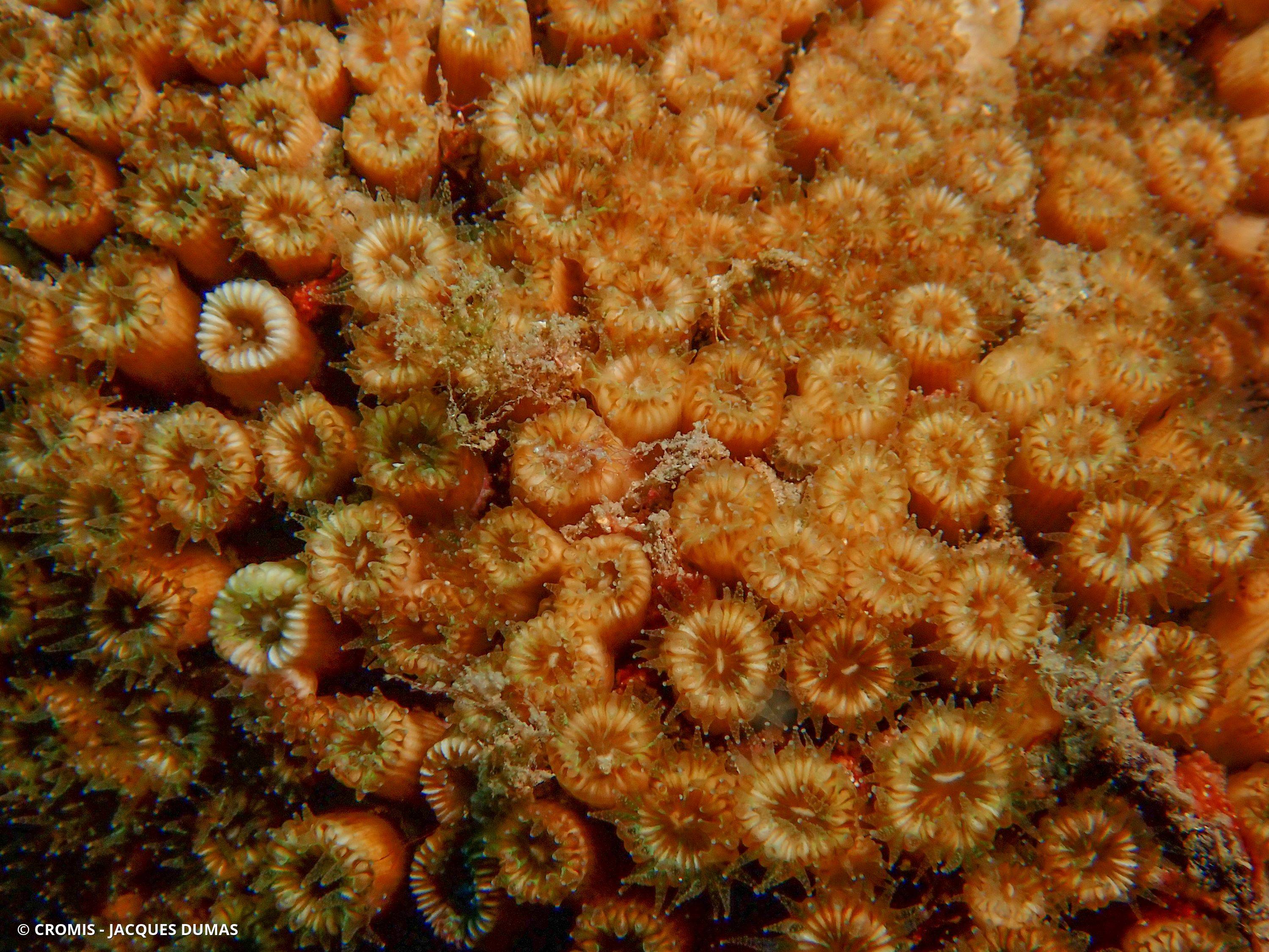 Cladocore en touffe