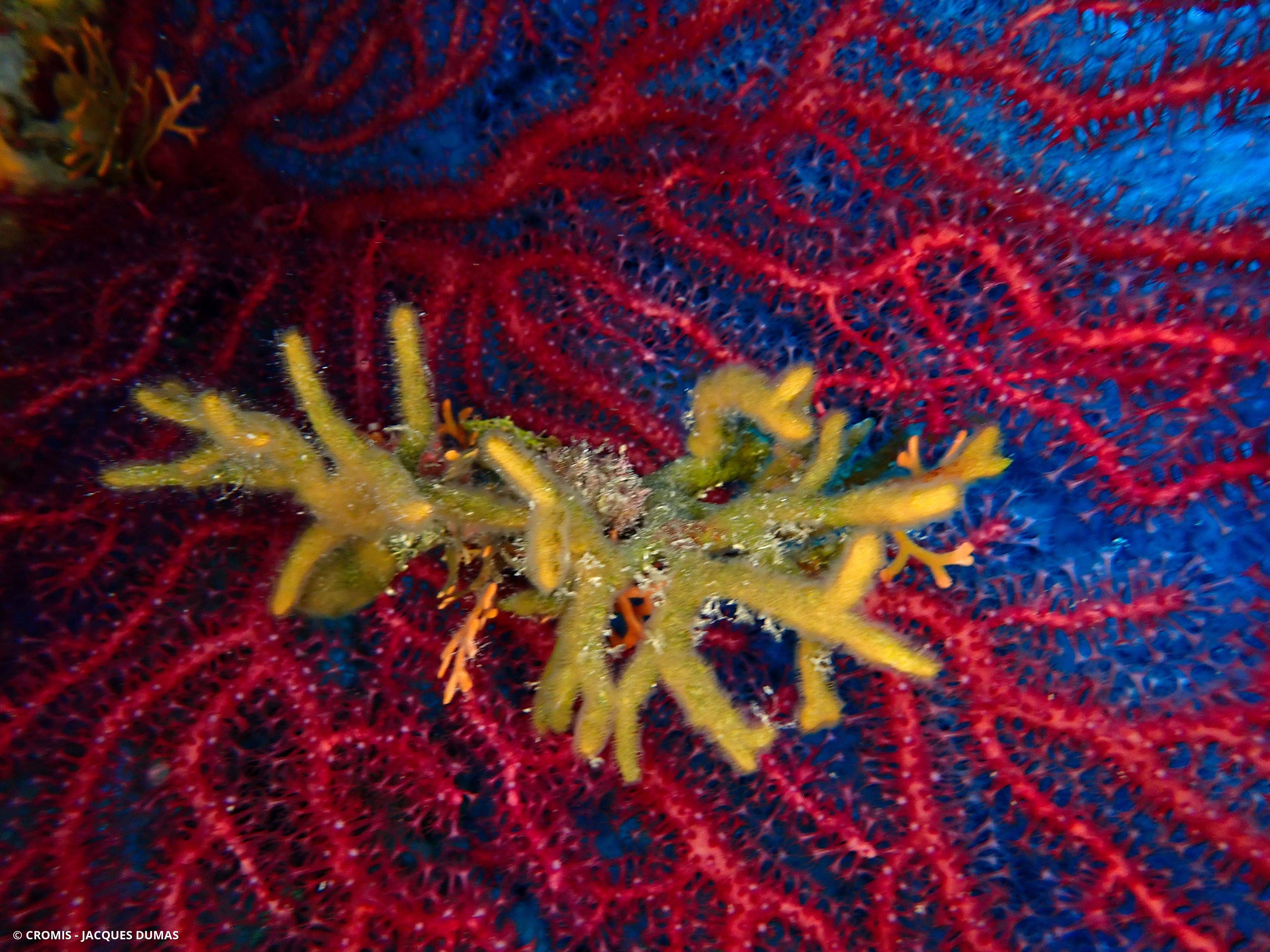 Turbicellépore cornu de Méditerranée