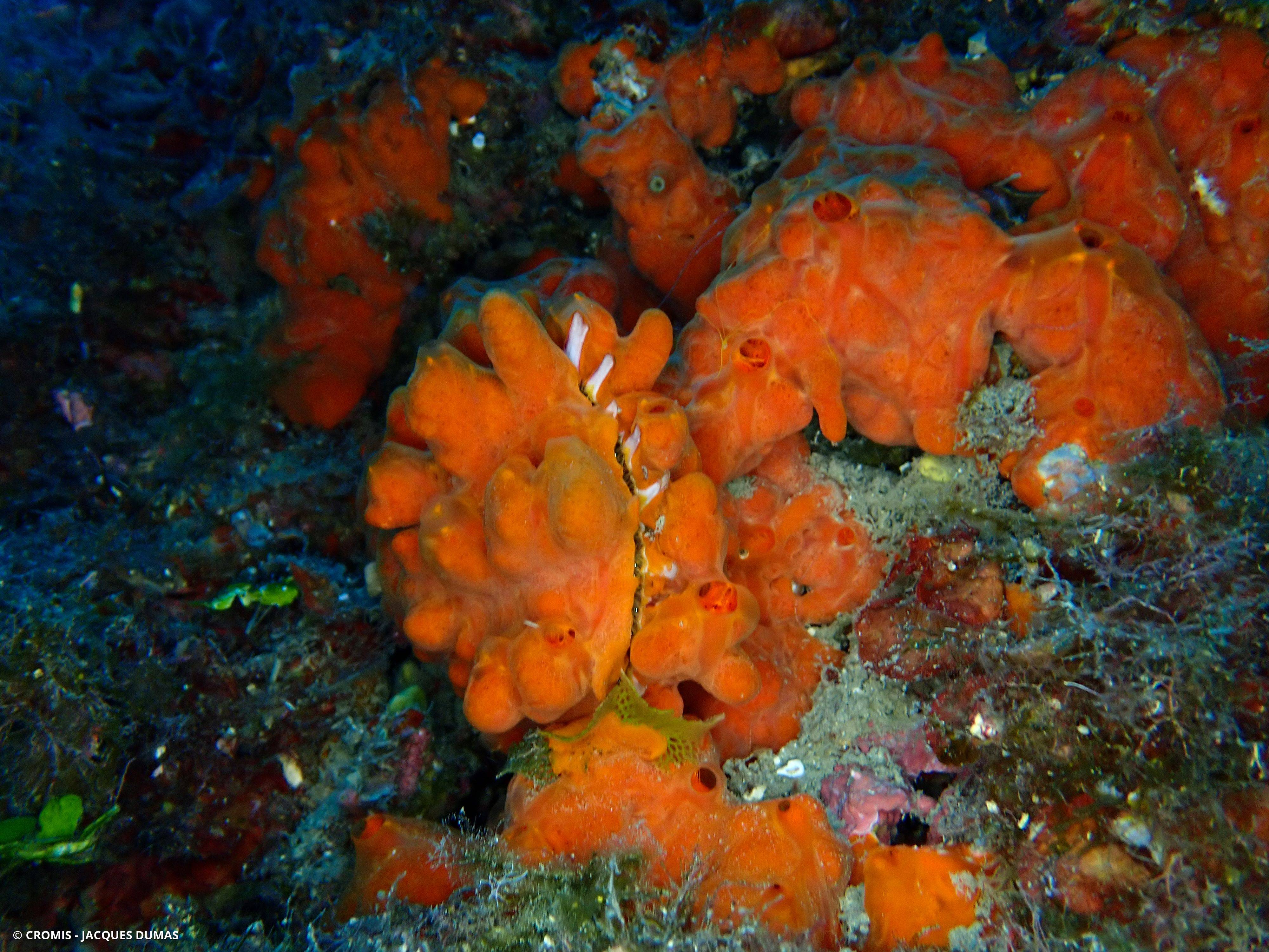 Spondyle pied-d'âne