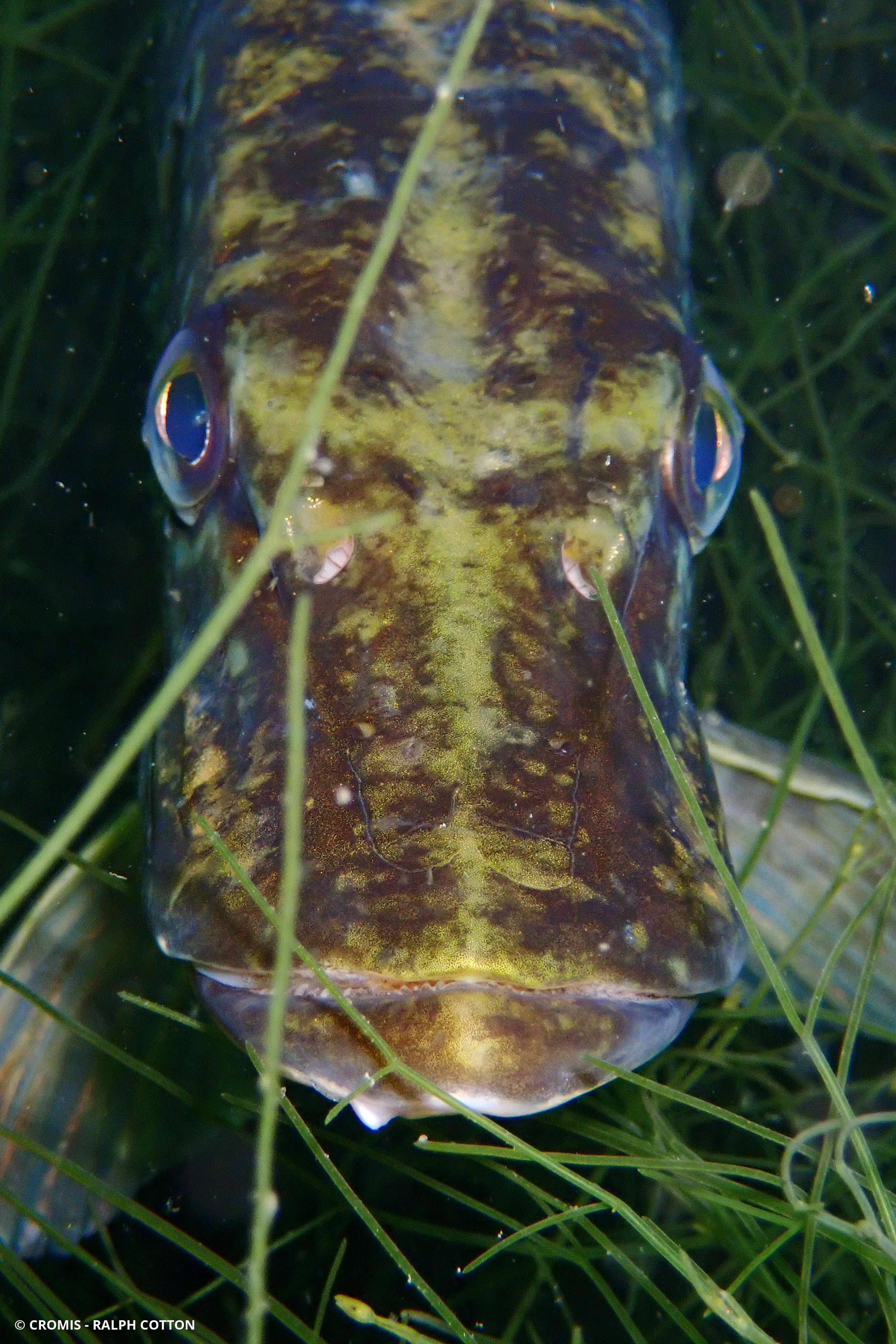 Brochet