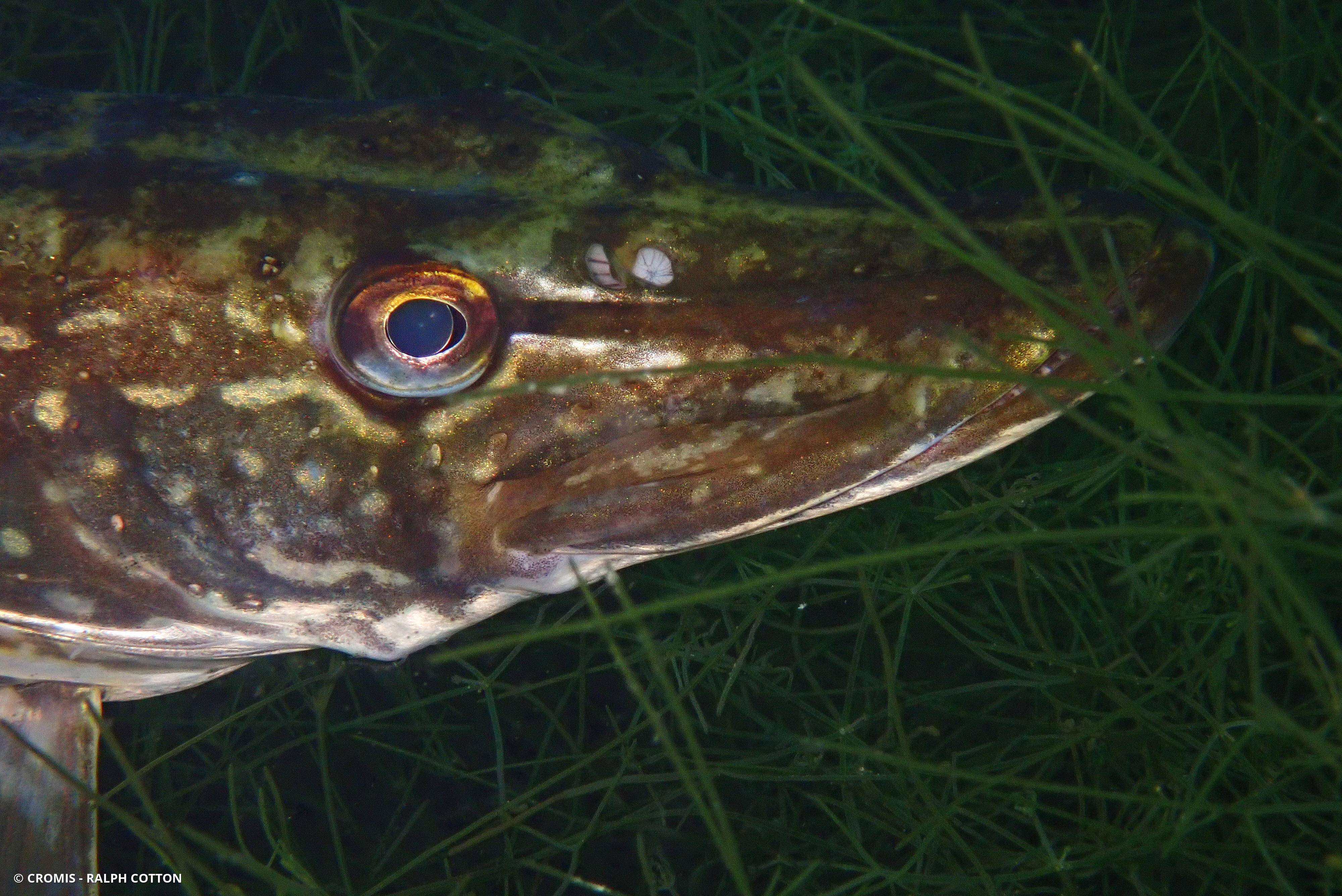 Brochet