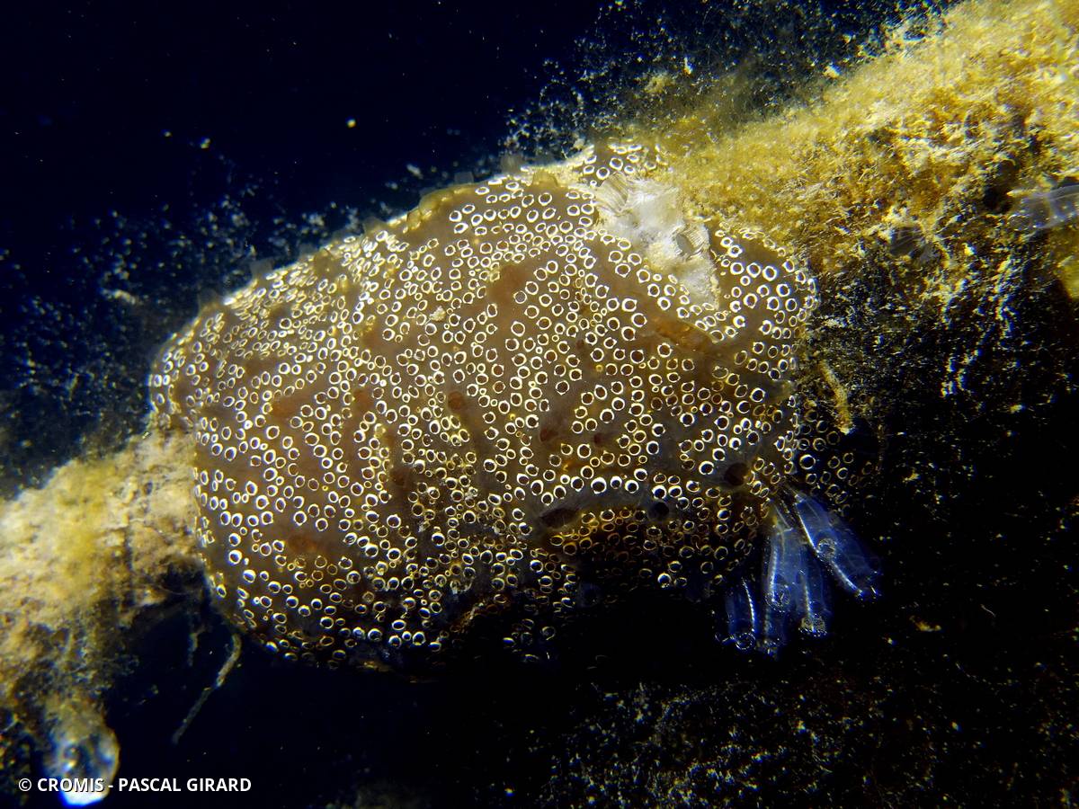 Distaplia des Bermudes