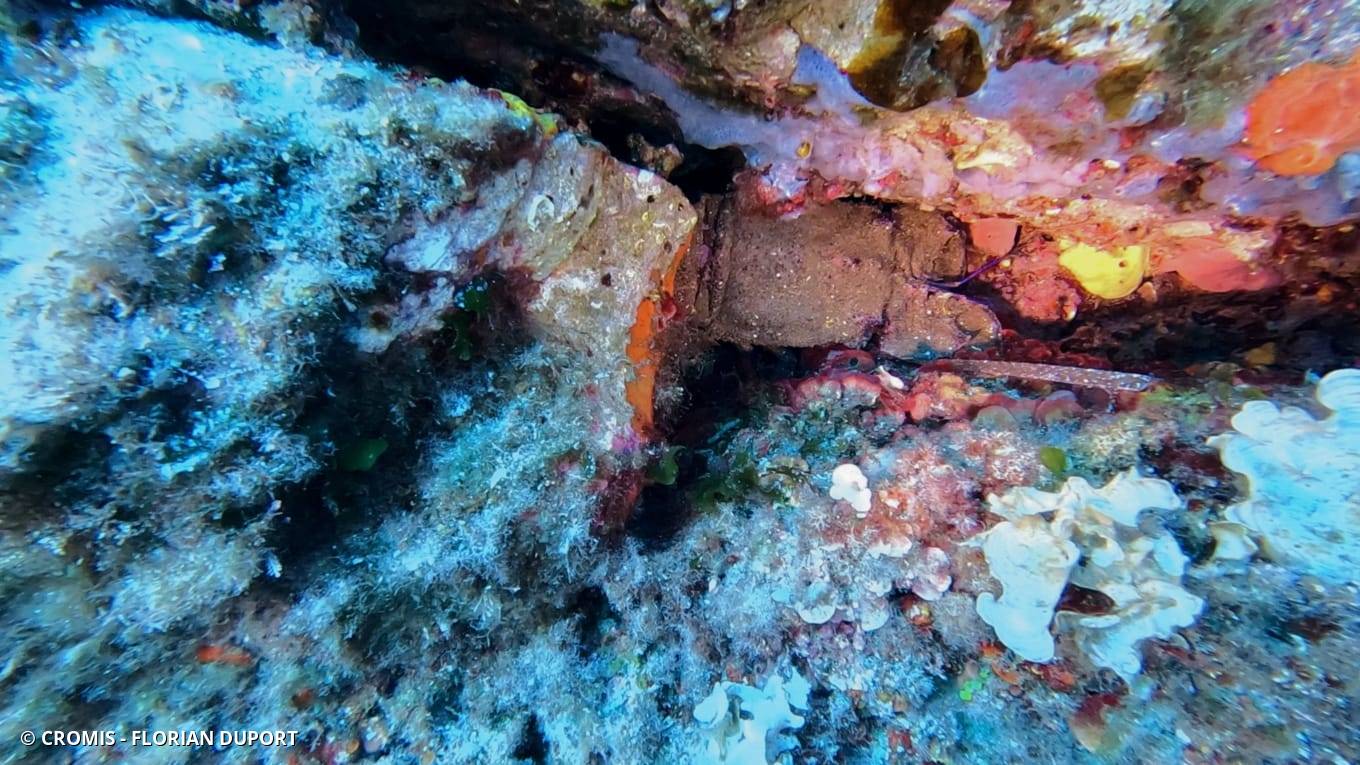 Grande cigale de mer