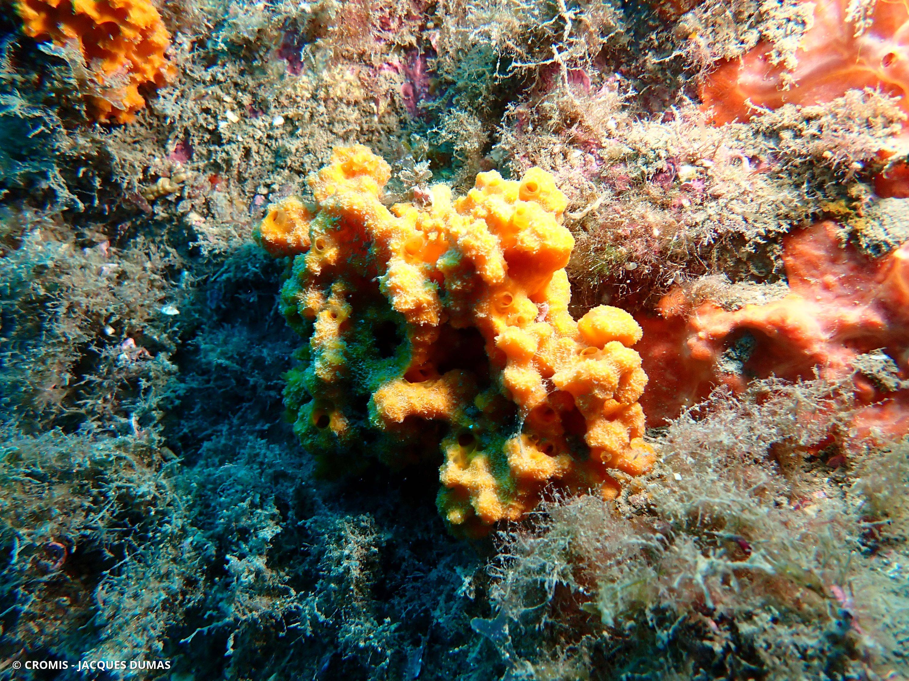 Eponge épineuse orange