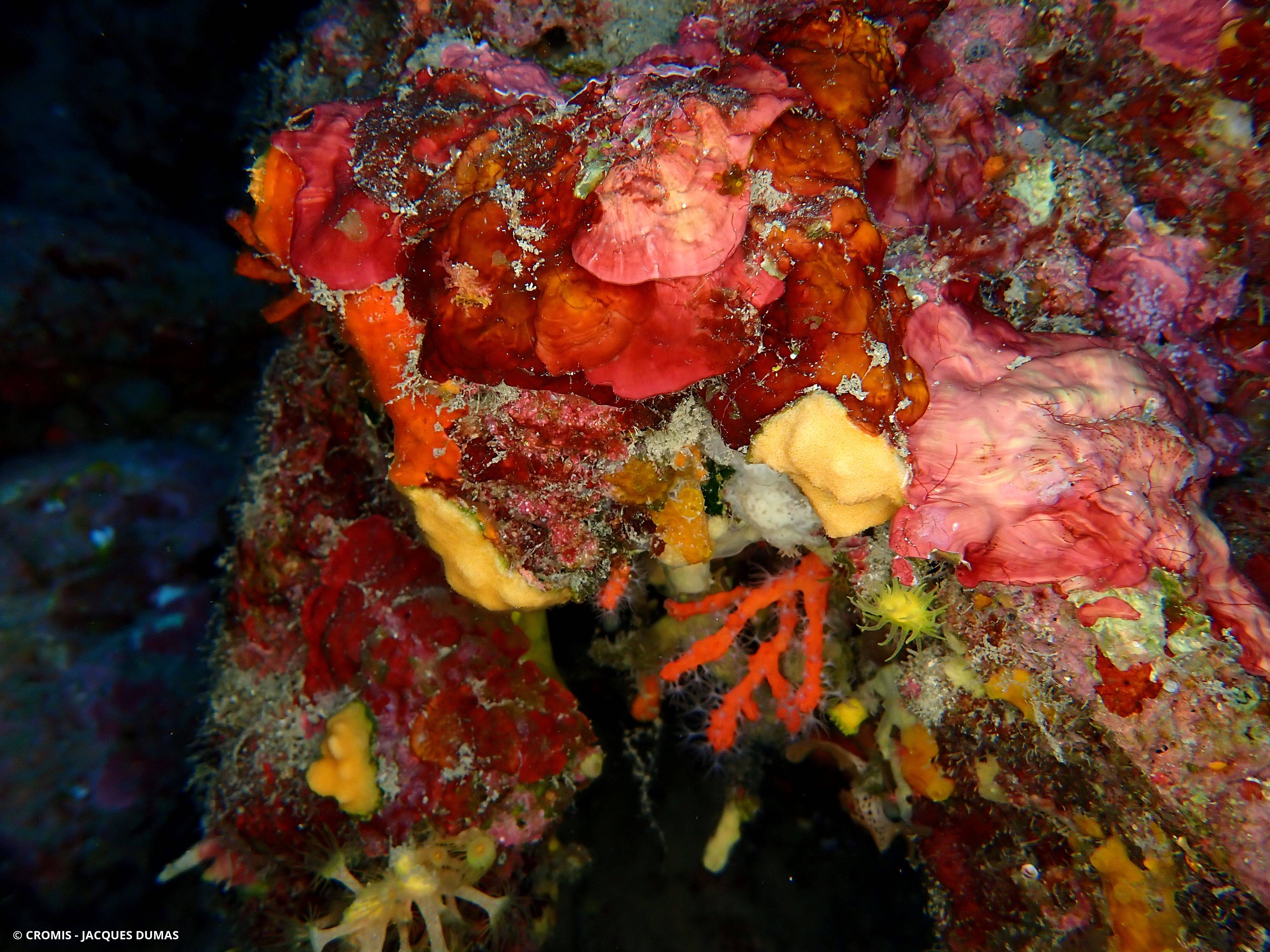 Peyssonnelia rigides