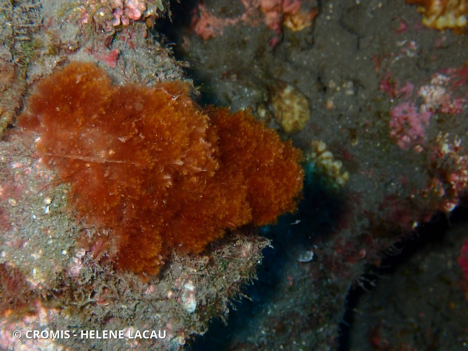 Antithamnionella spirographidis