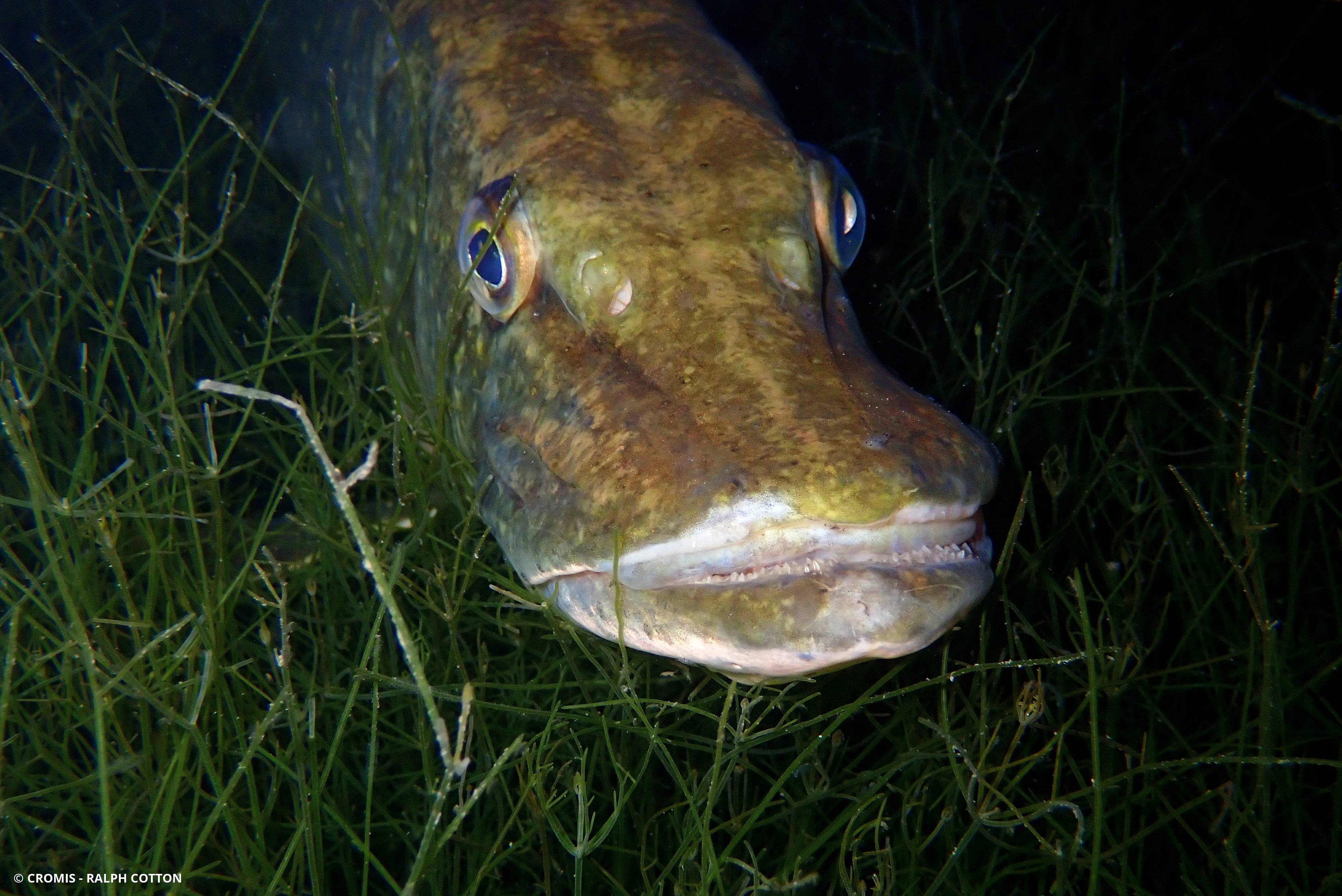Brochet