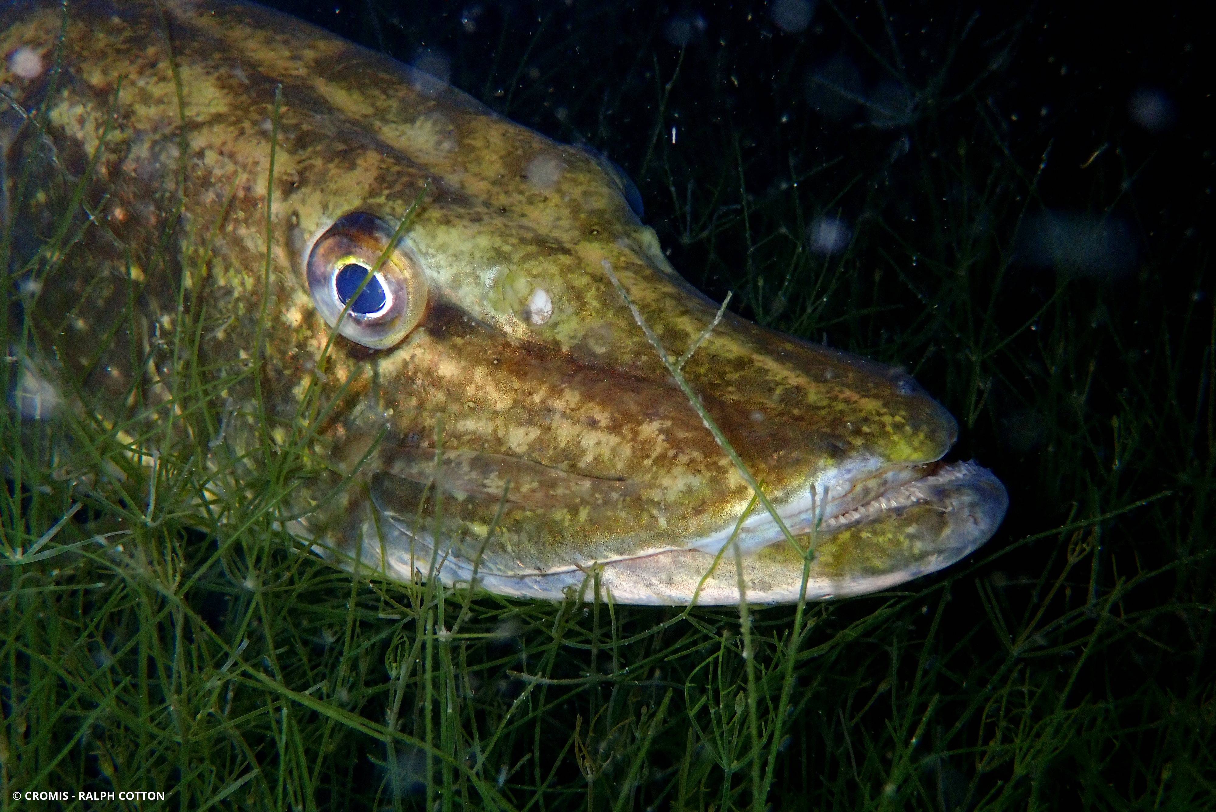 Brochet