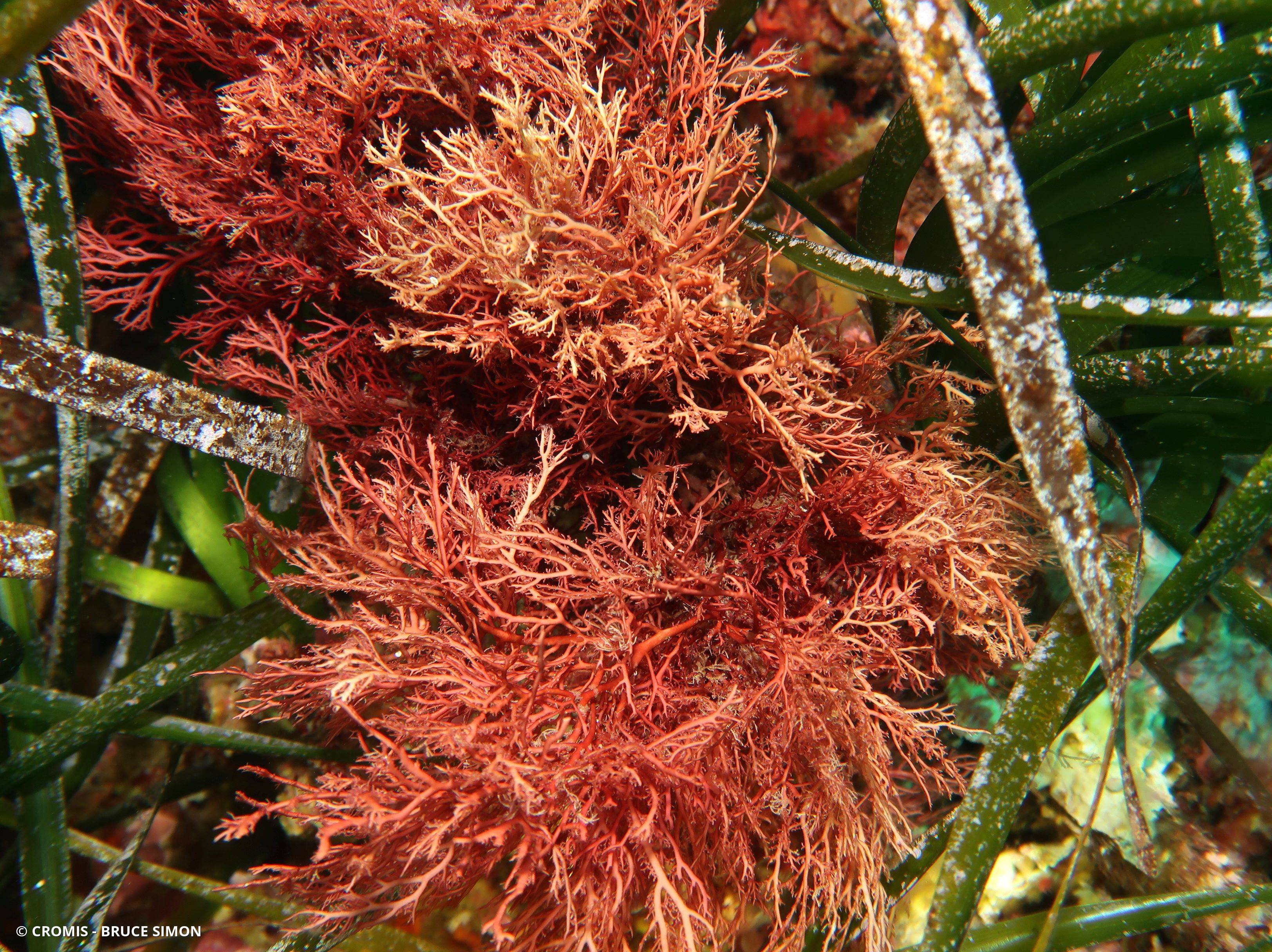 Sphérocoque