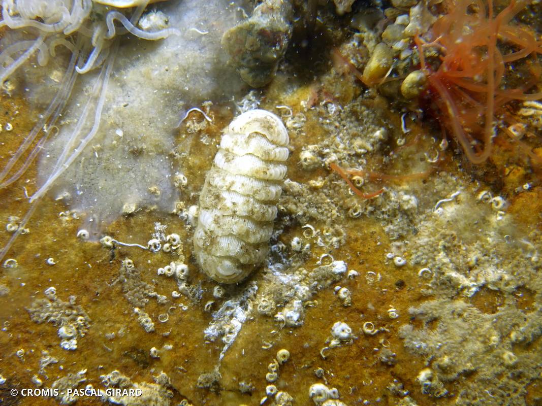 Chiton écailleux