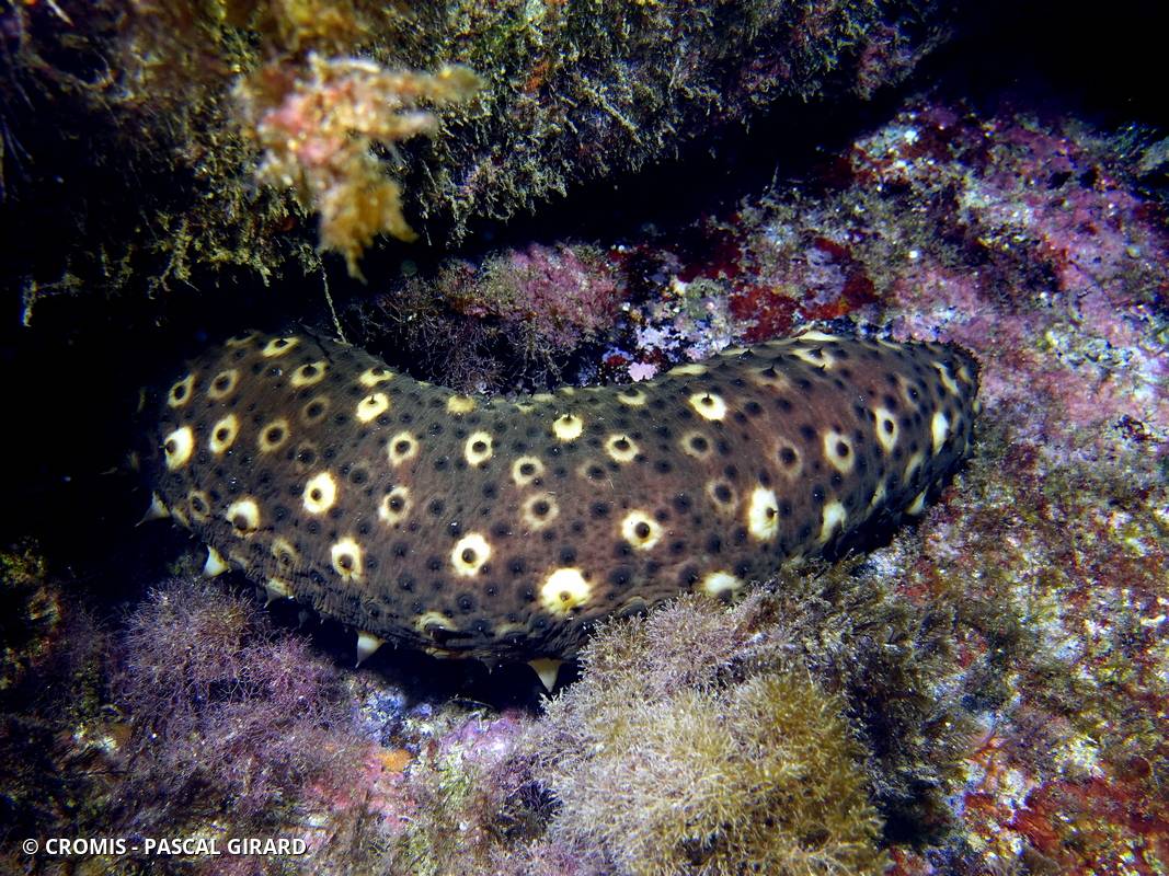 Concombre cracheur marron