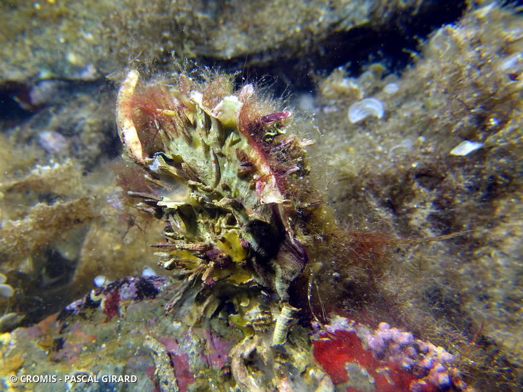 Spondyle pied-d'âne