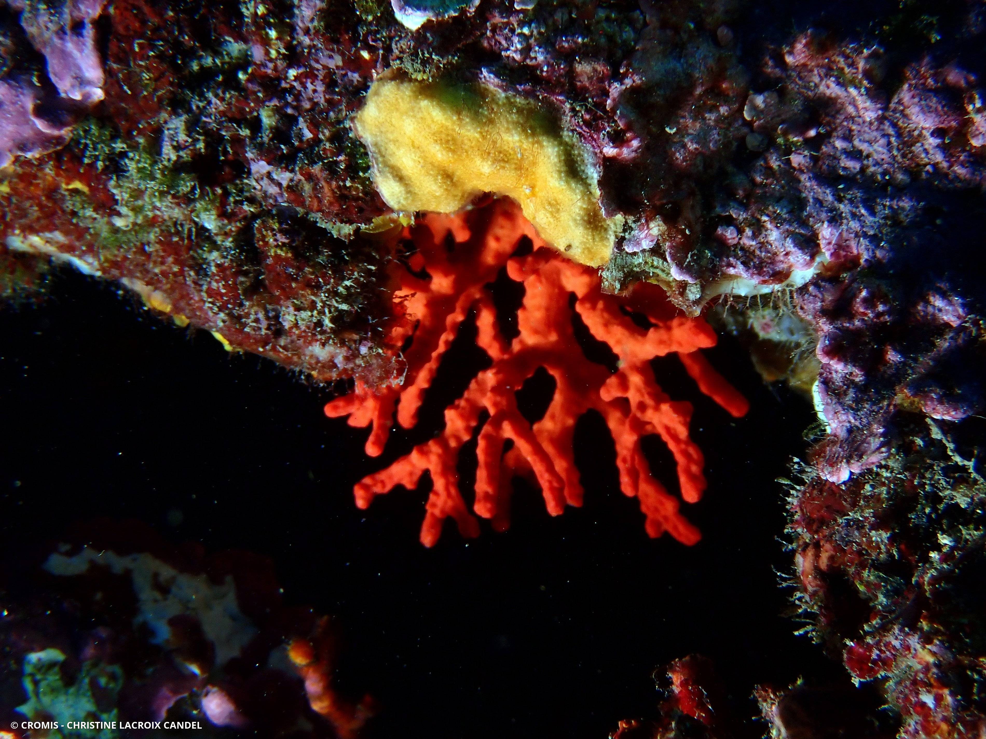 Corail rouge de Méditerranée
