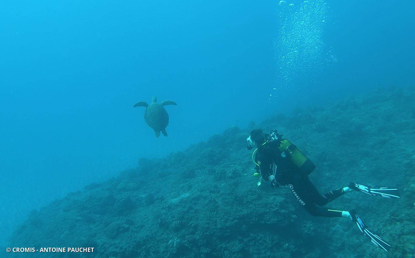 Tortue verte