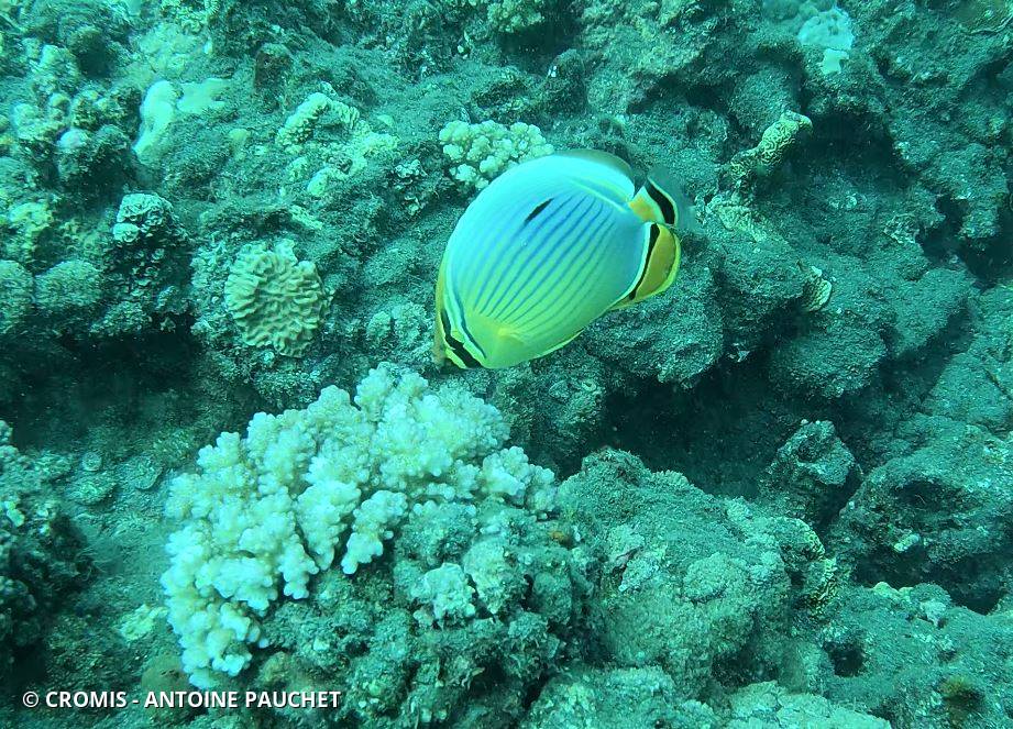 Poisson-papillon côtelé indien