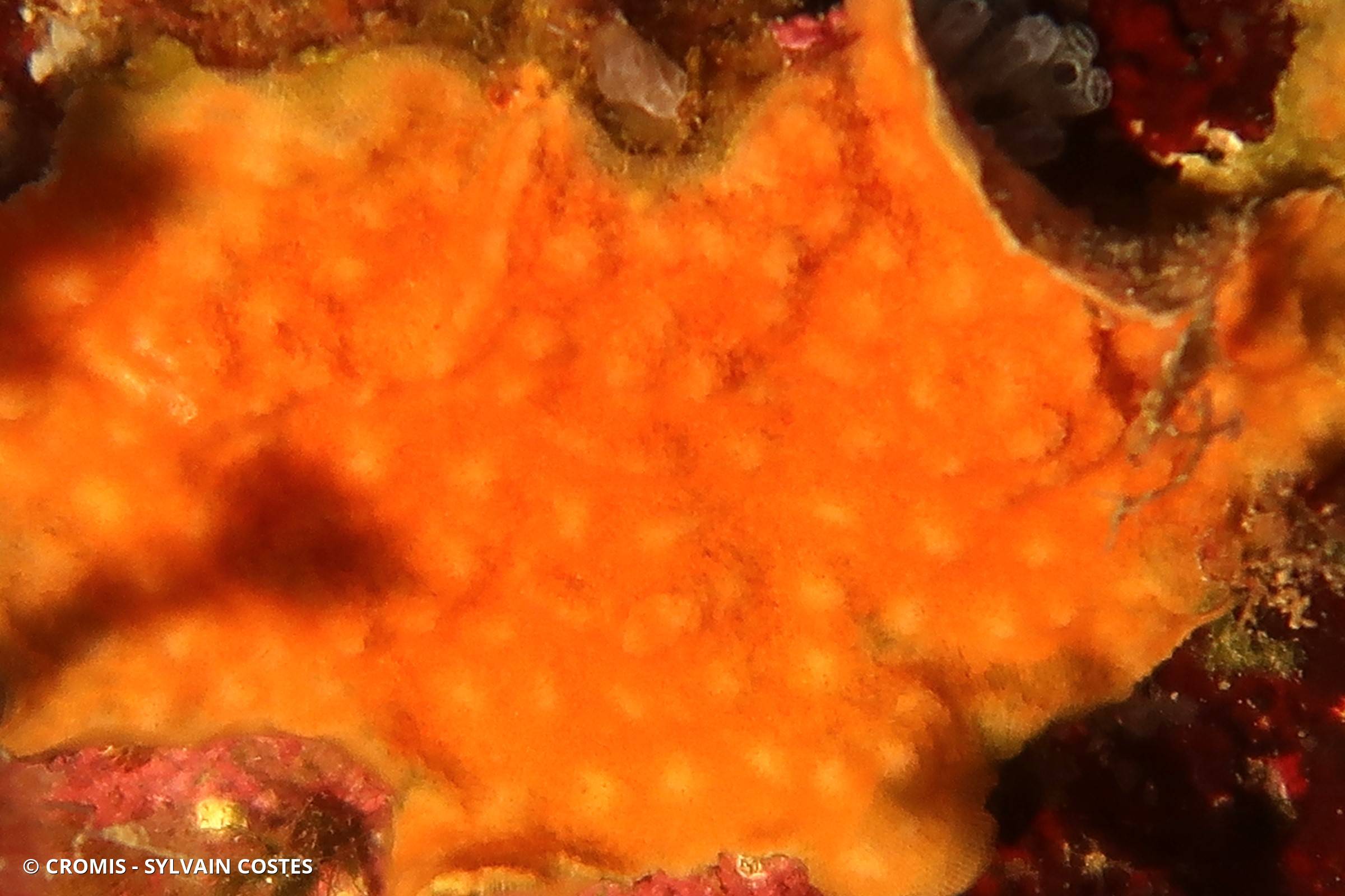 Schizomavelle mamelonné