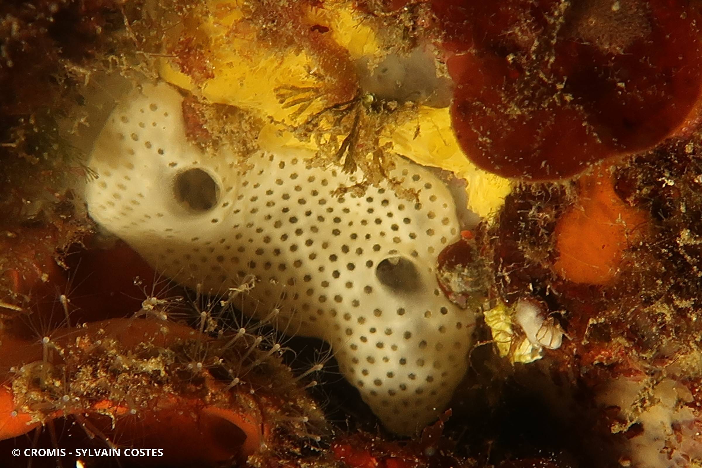 Corail corne d'abondance