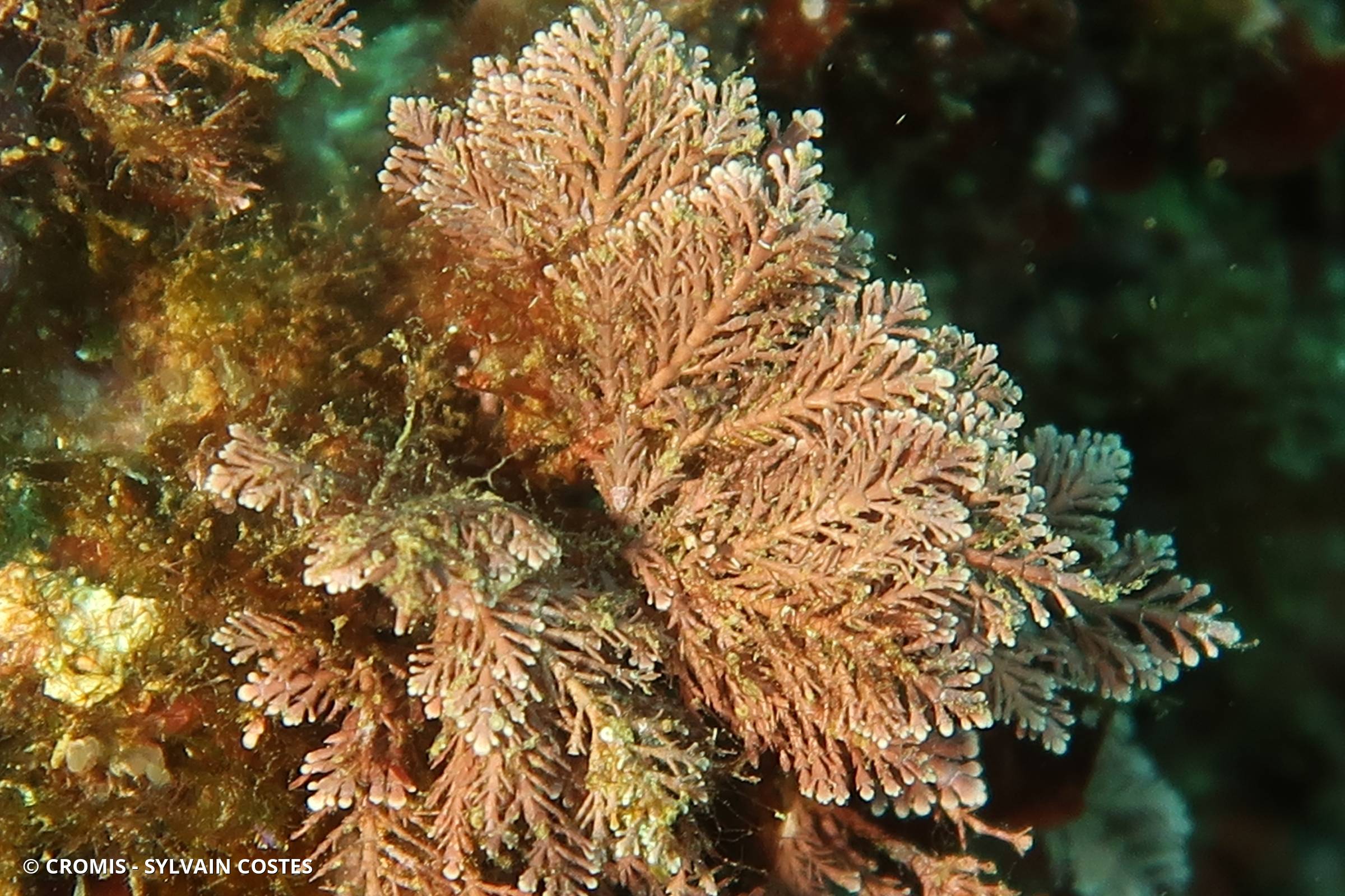 Coralline