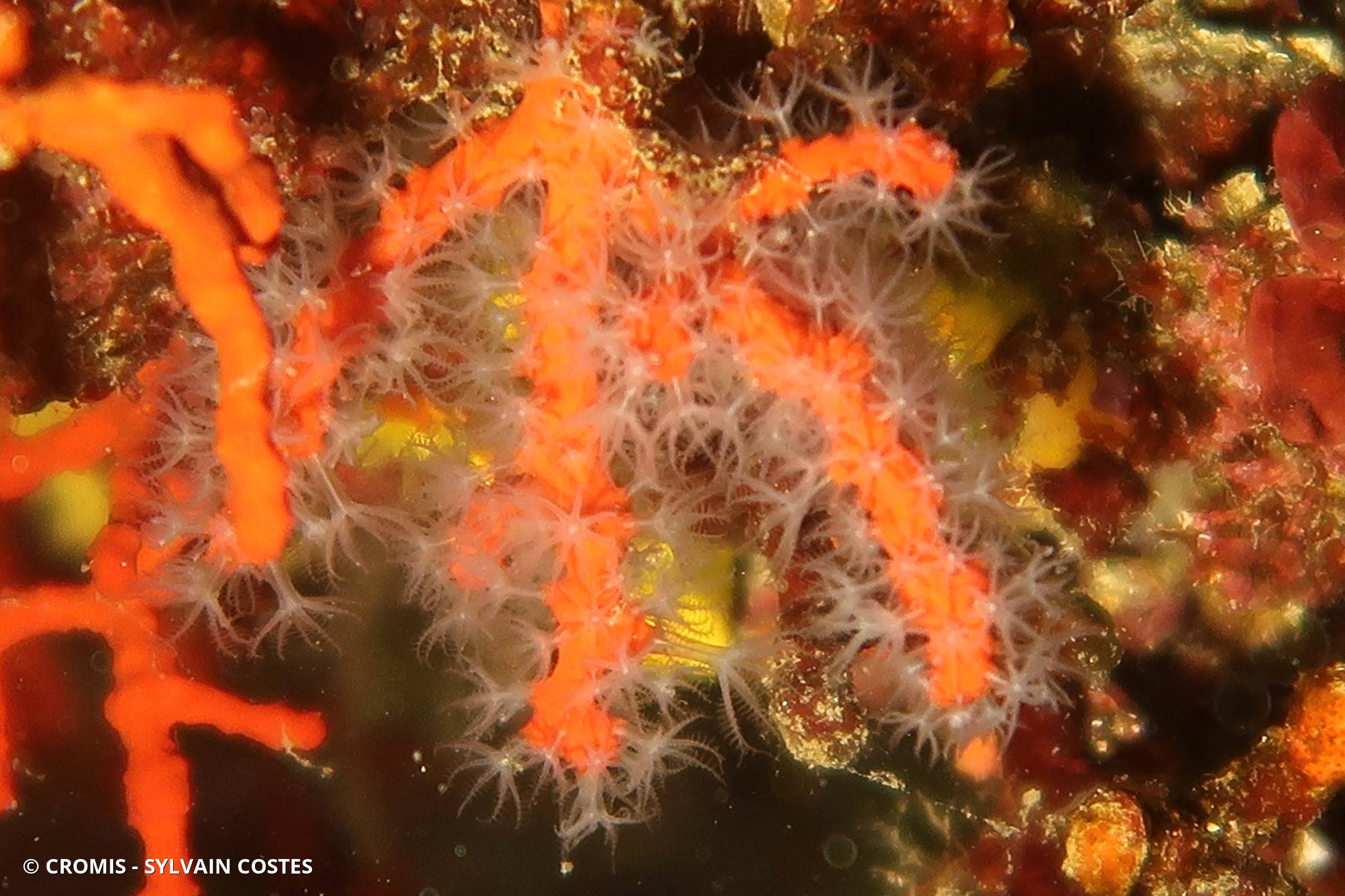 Corail rouge de Méditerranée