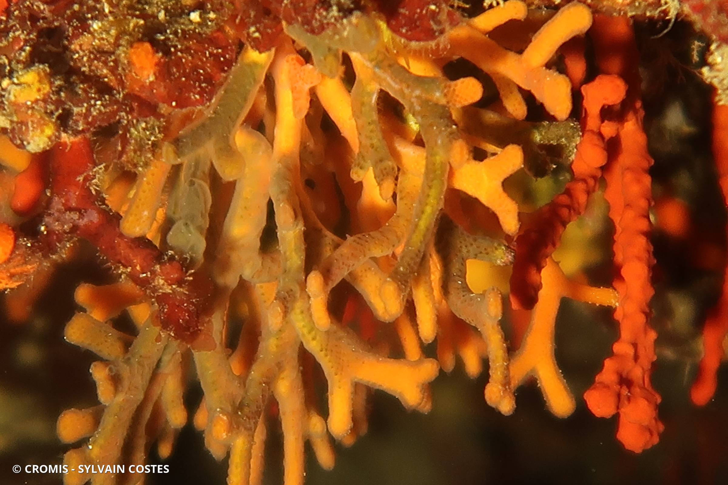 Bryozoaire bois de cerf