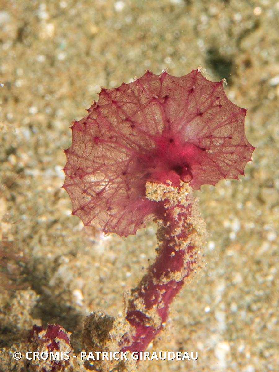 Eponge pompon