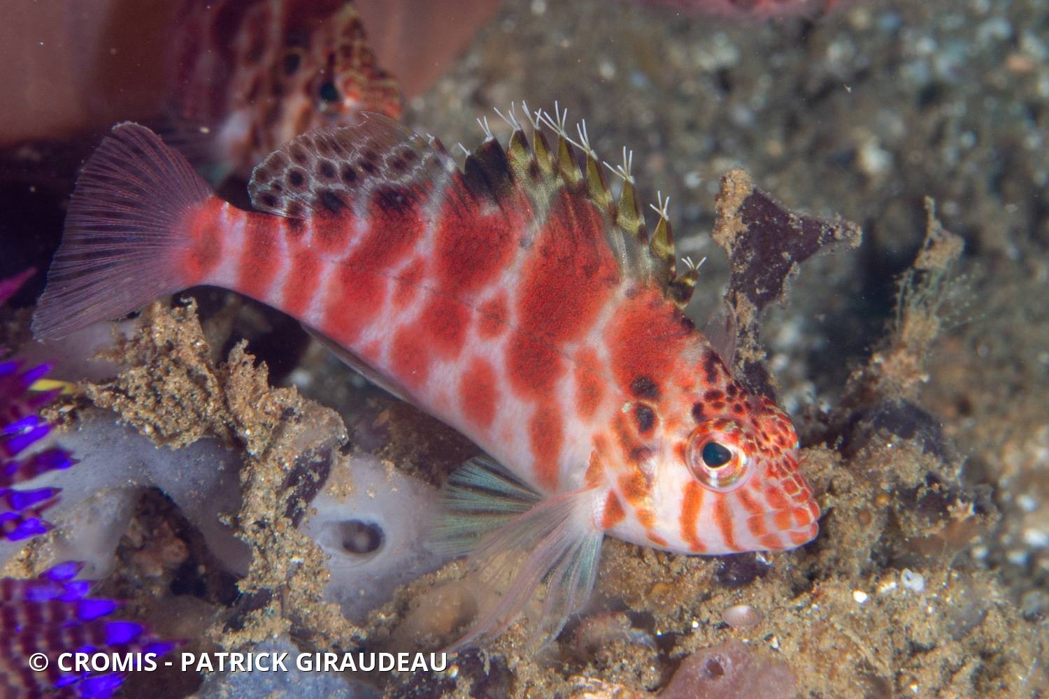 Poisson-faucon tacheté