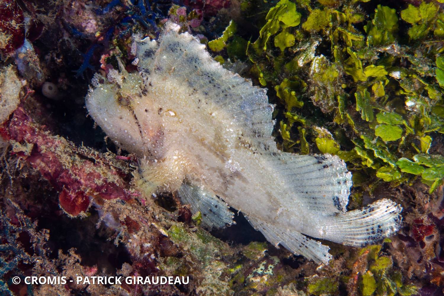 Poisson-scorpion feuille