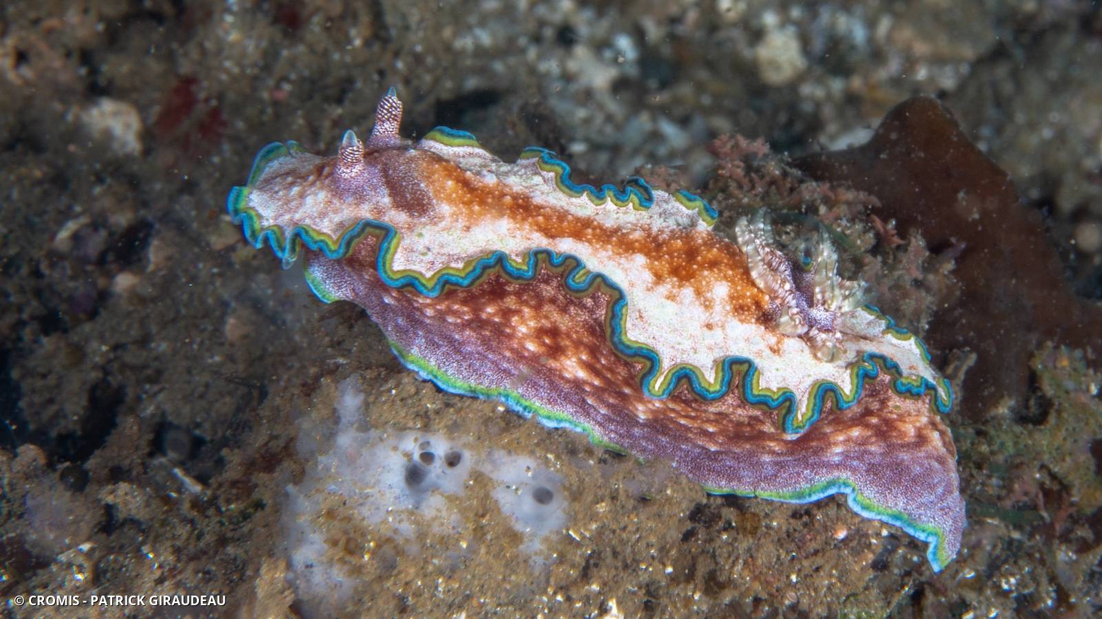 Glossodoris à liseré