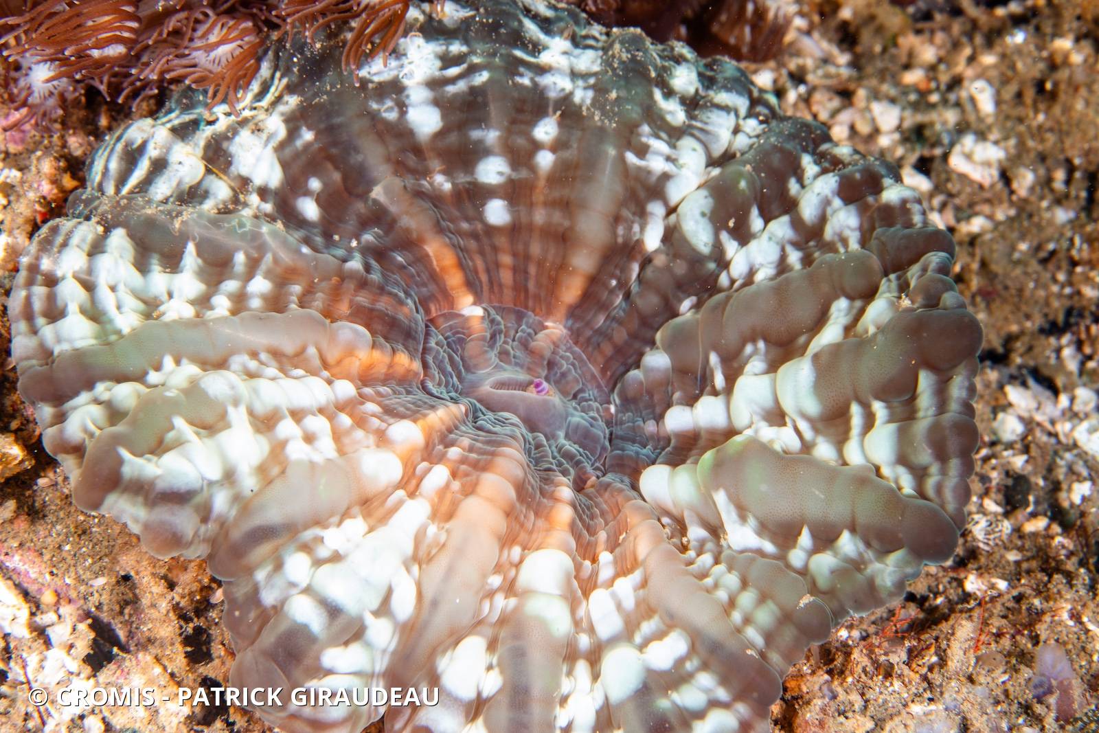 Corail à larmes
