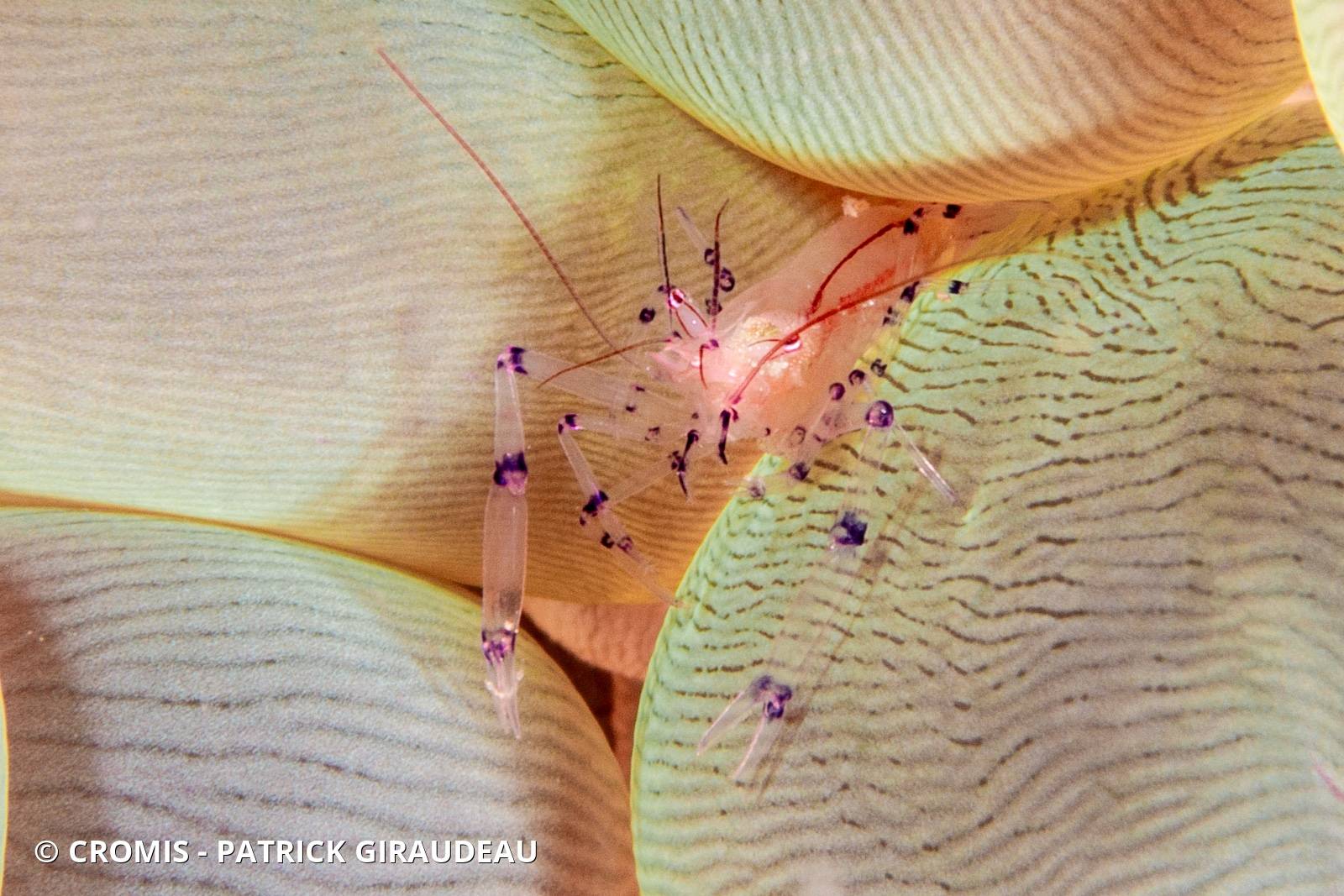 Crevette du corail bulle