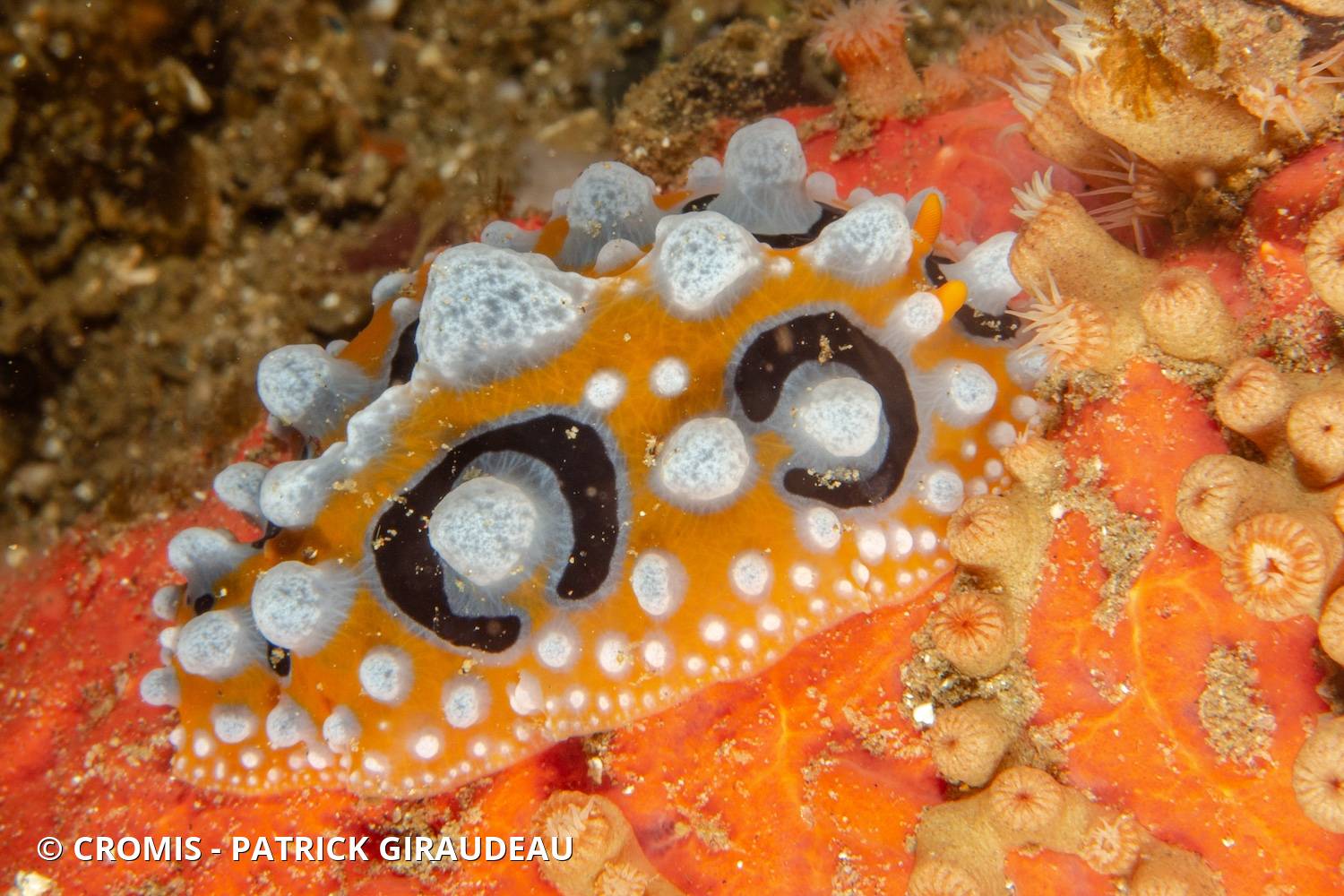 Phyllidie ocellée
