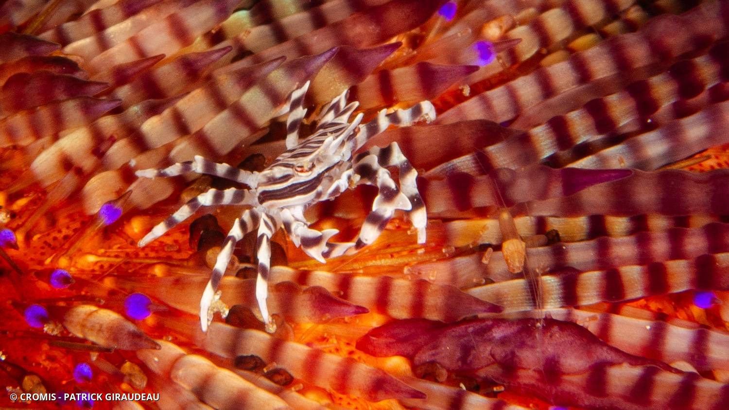 Crabe zèbre