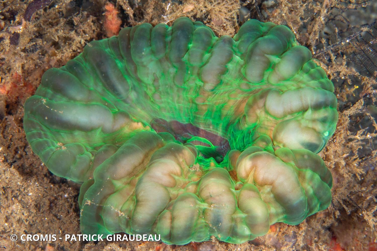Corail à larmes