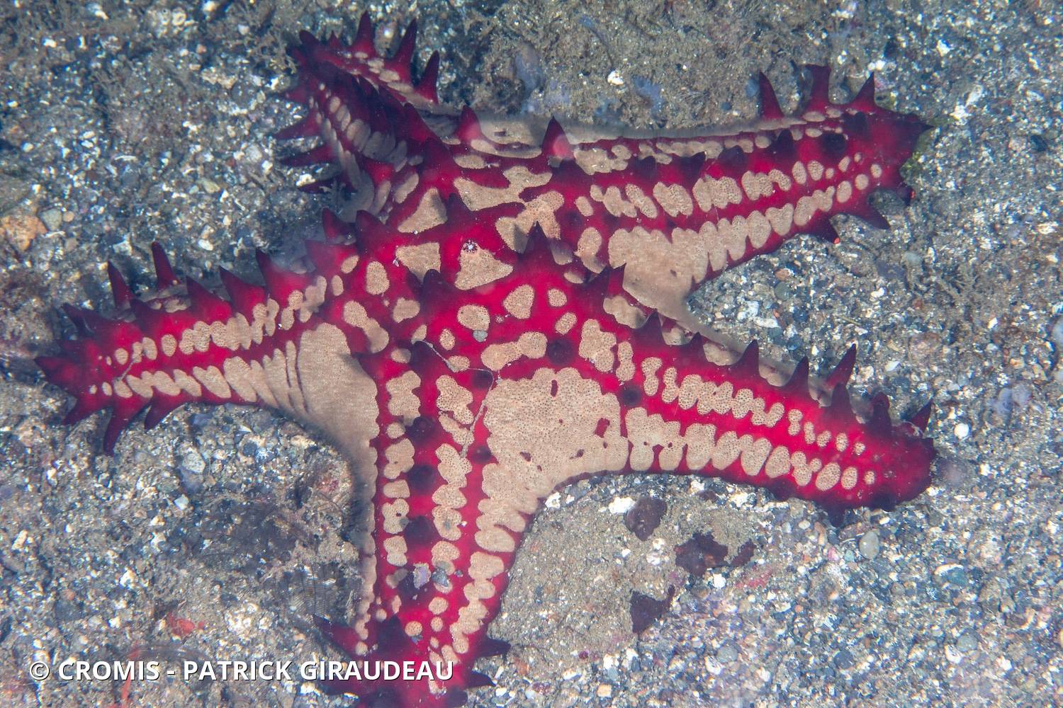 Etoile de mer à cornes du Pacifique