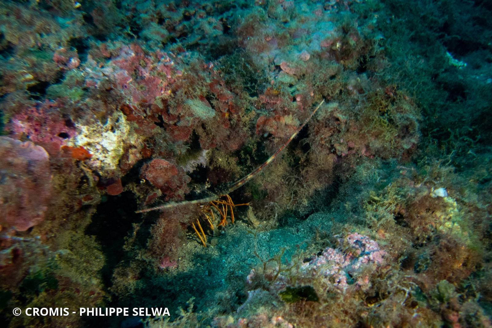 Langouste rouge
