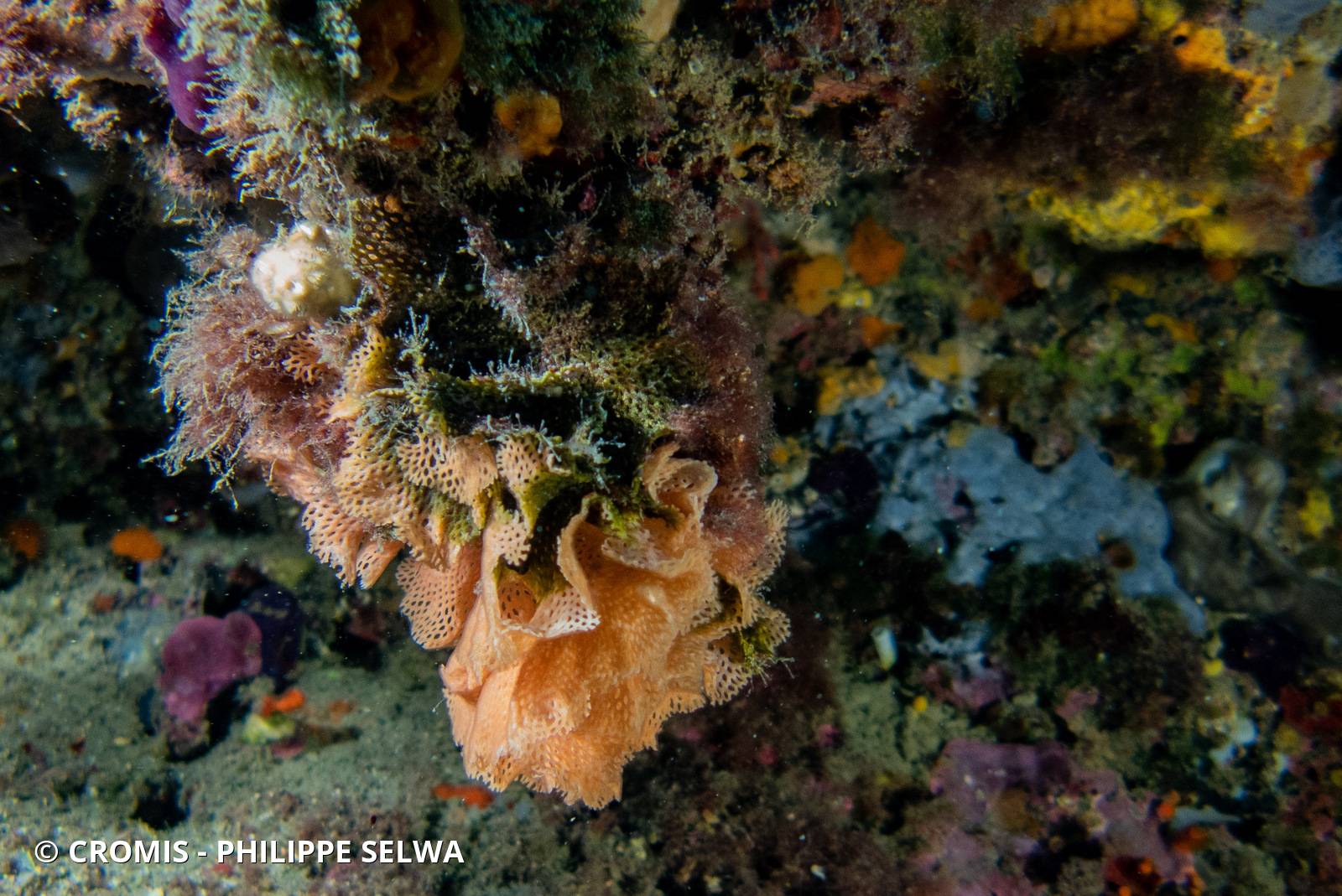 Dentelle de Neptune