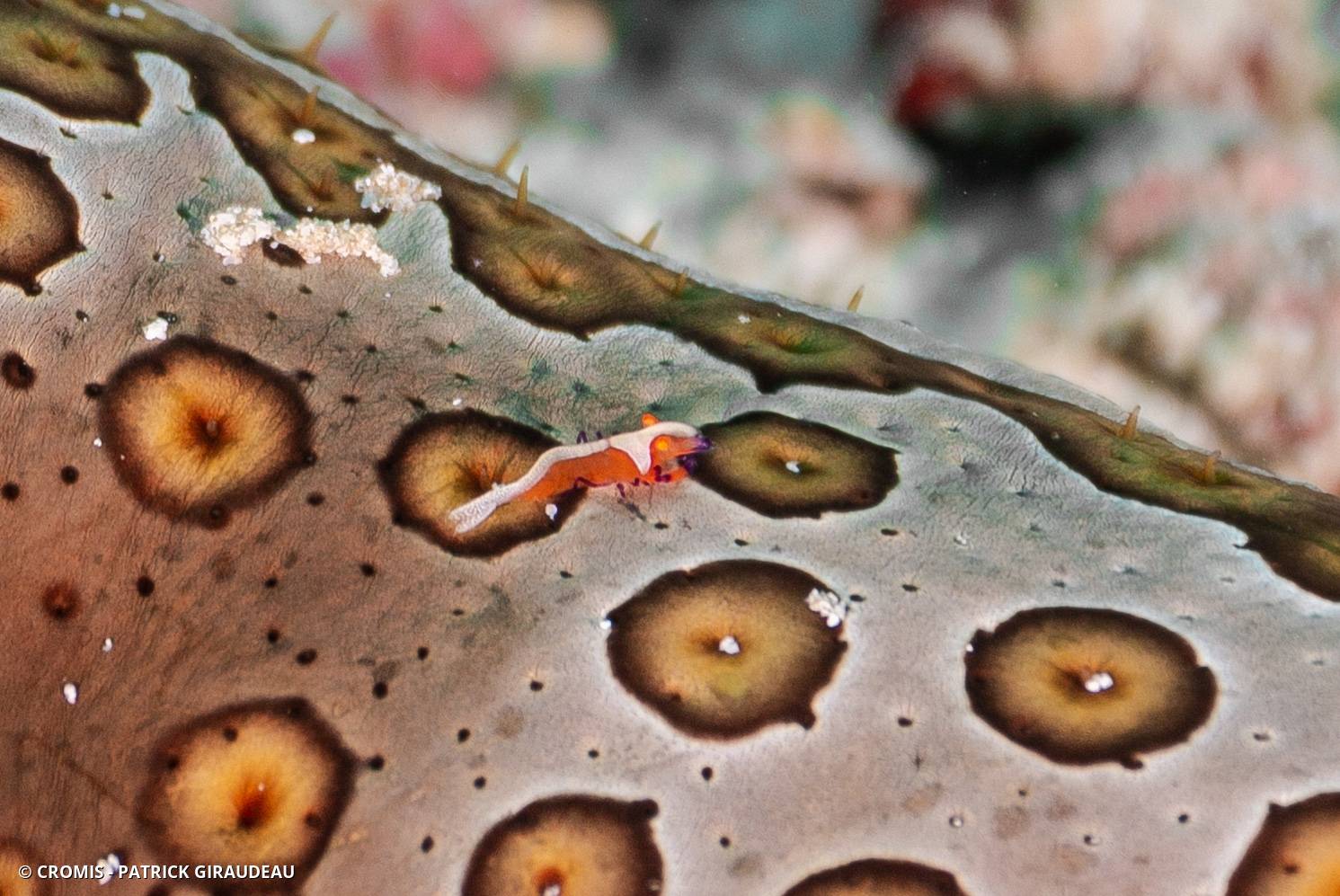 Crevette nettoyeuse impériale