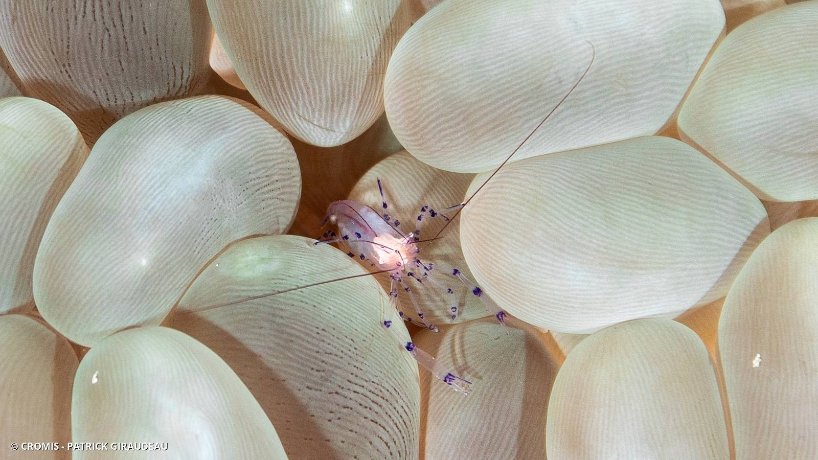 Crevette du corail bulle
